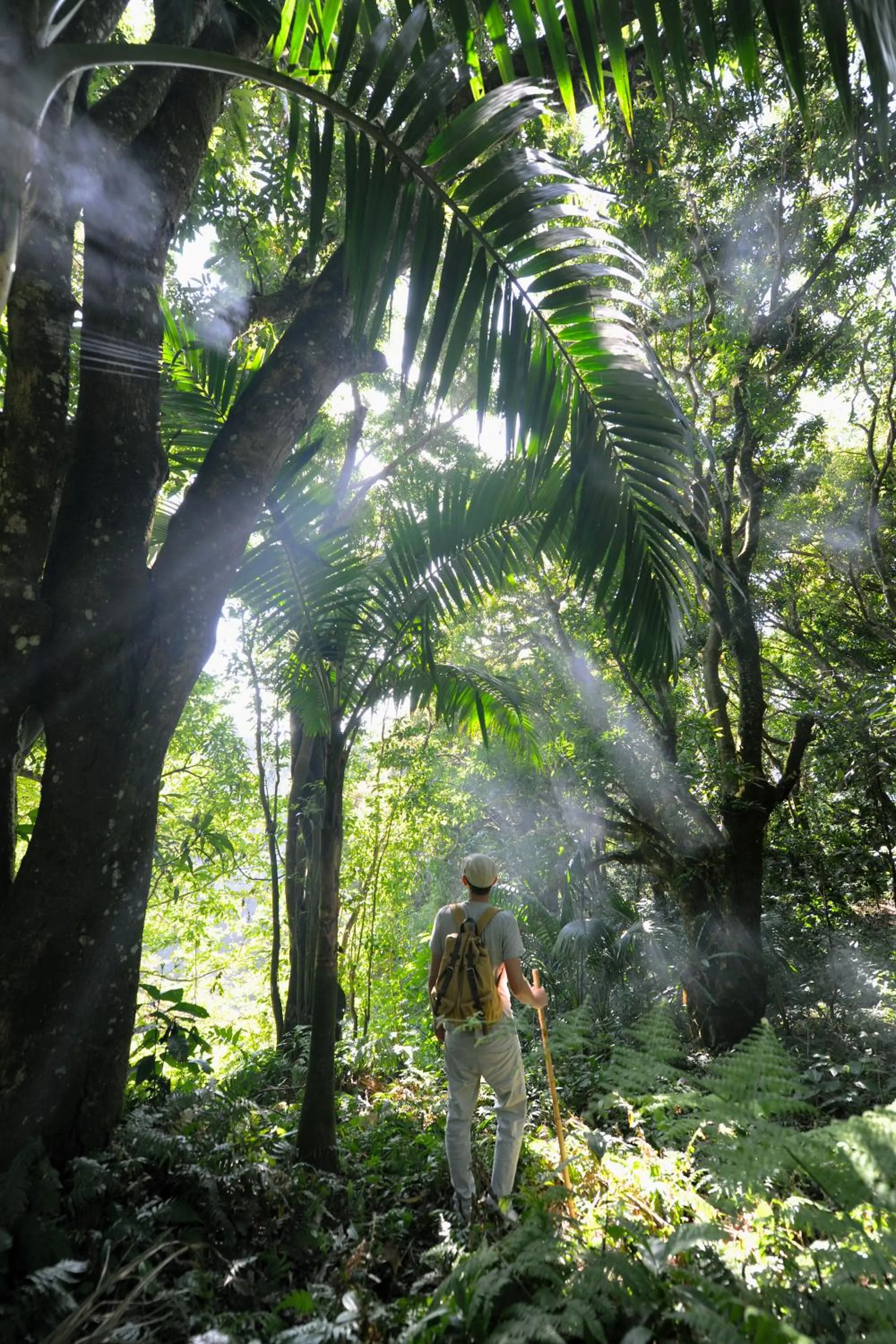 Hiking in Belle Mont Sanctuary Resort - Kittitian Hill