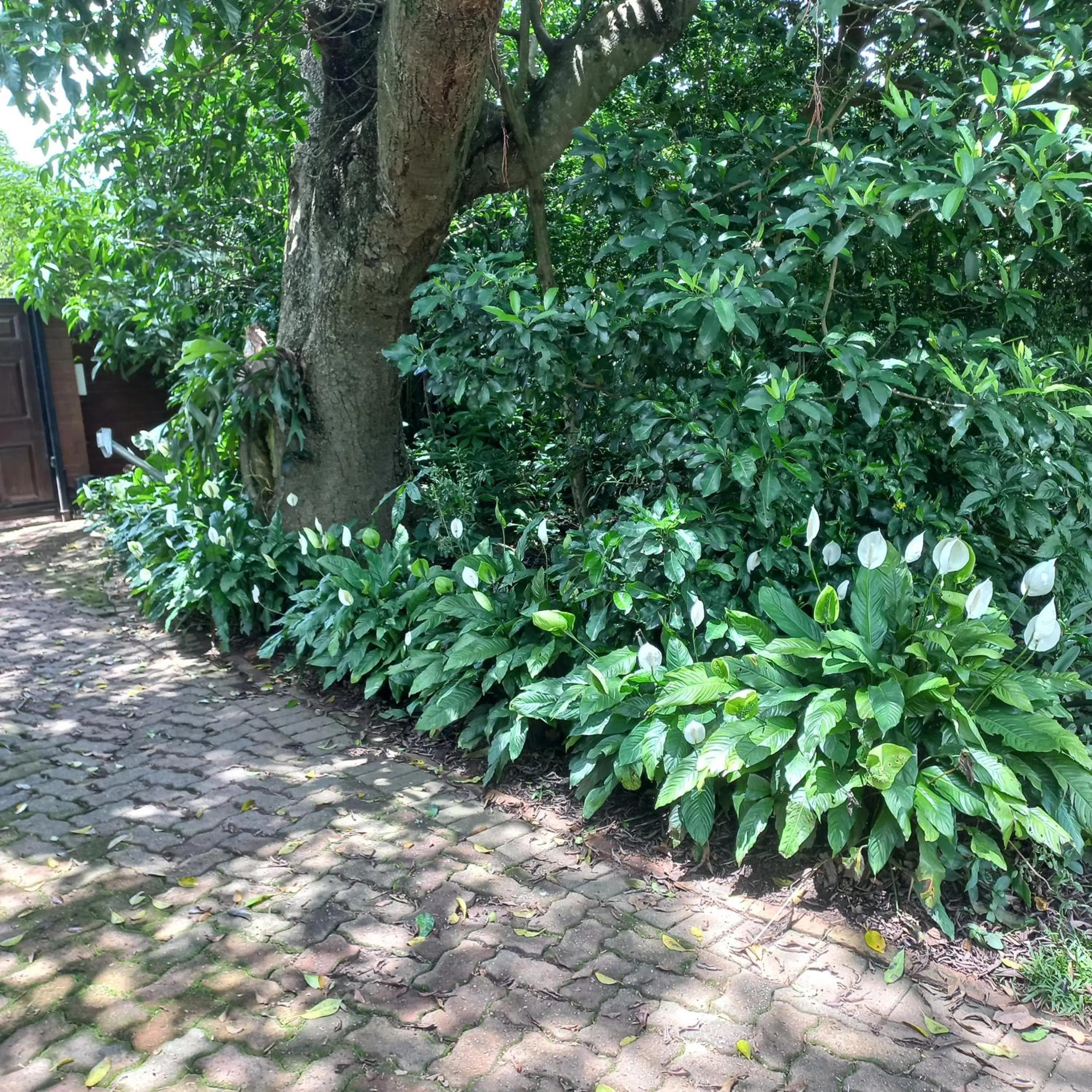 Garden in 18 Pioneer BnB