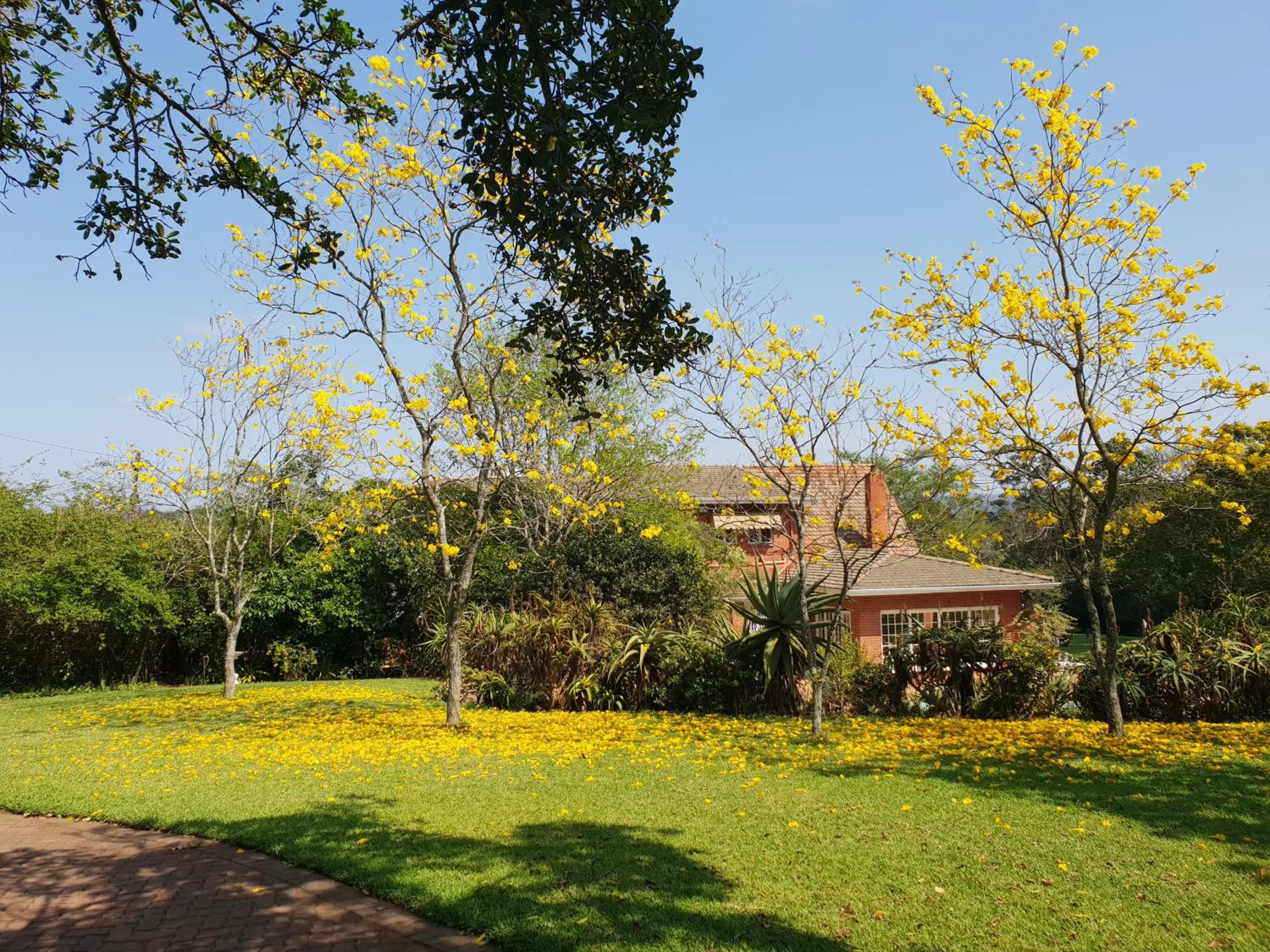 Garden in 18 Pioneer BnB