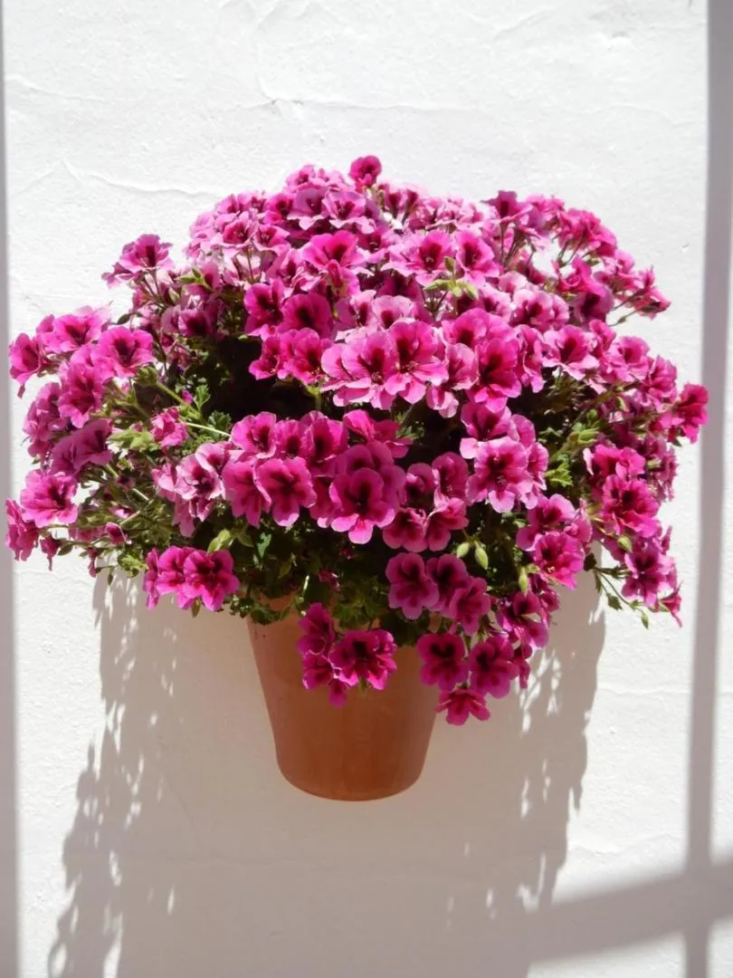 Bed and Breakfast Lagabella