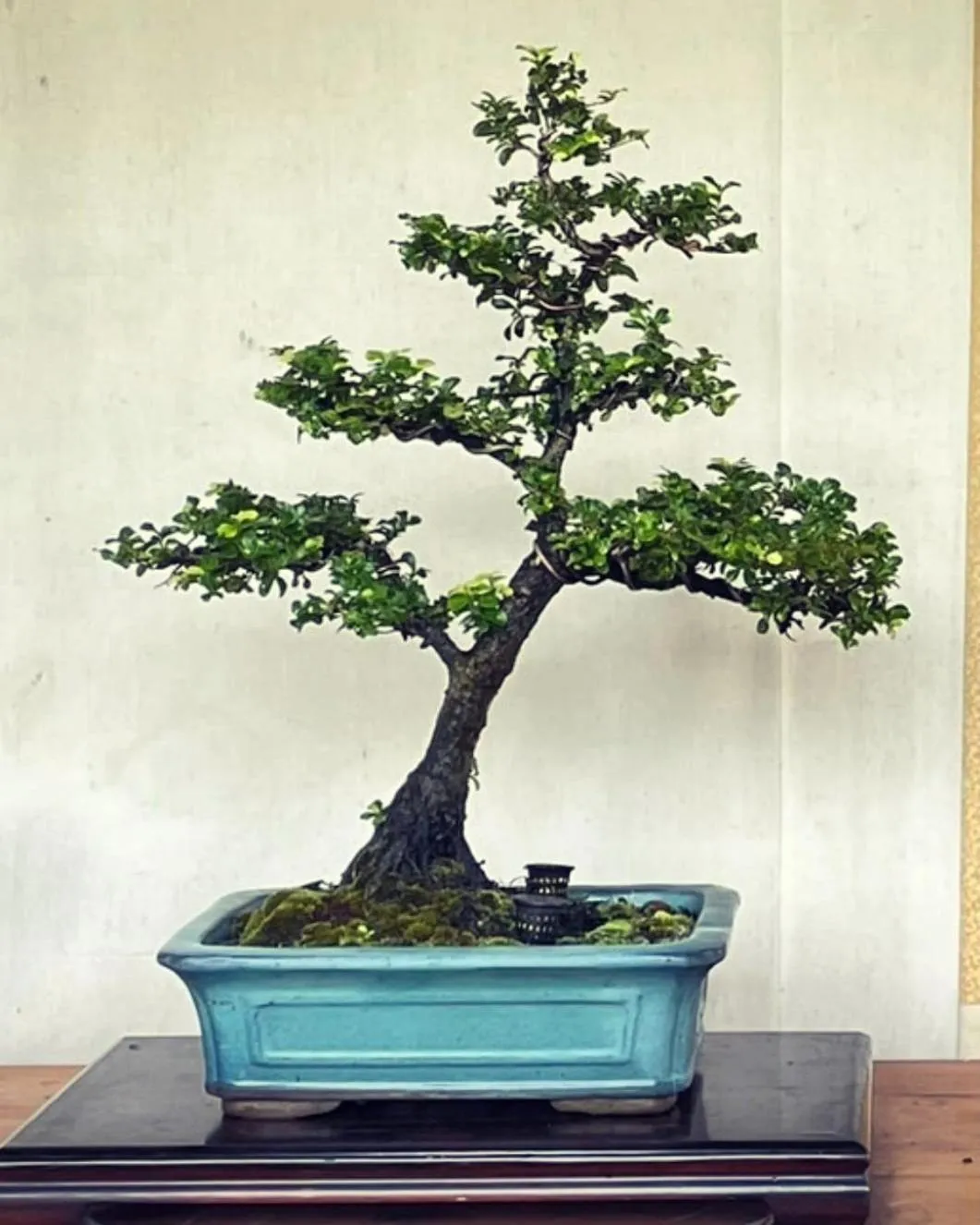 Garden in IHOC - Phuket OldTown