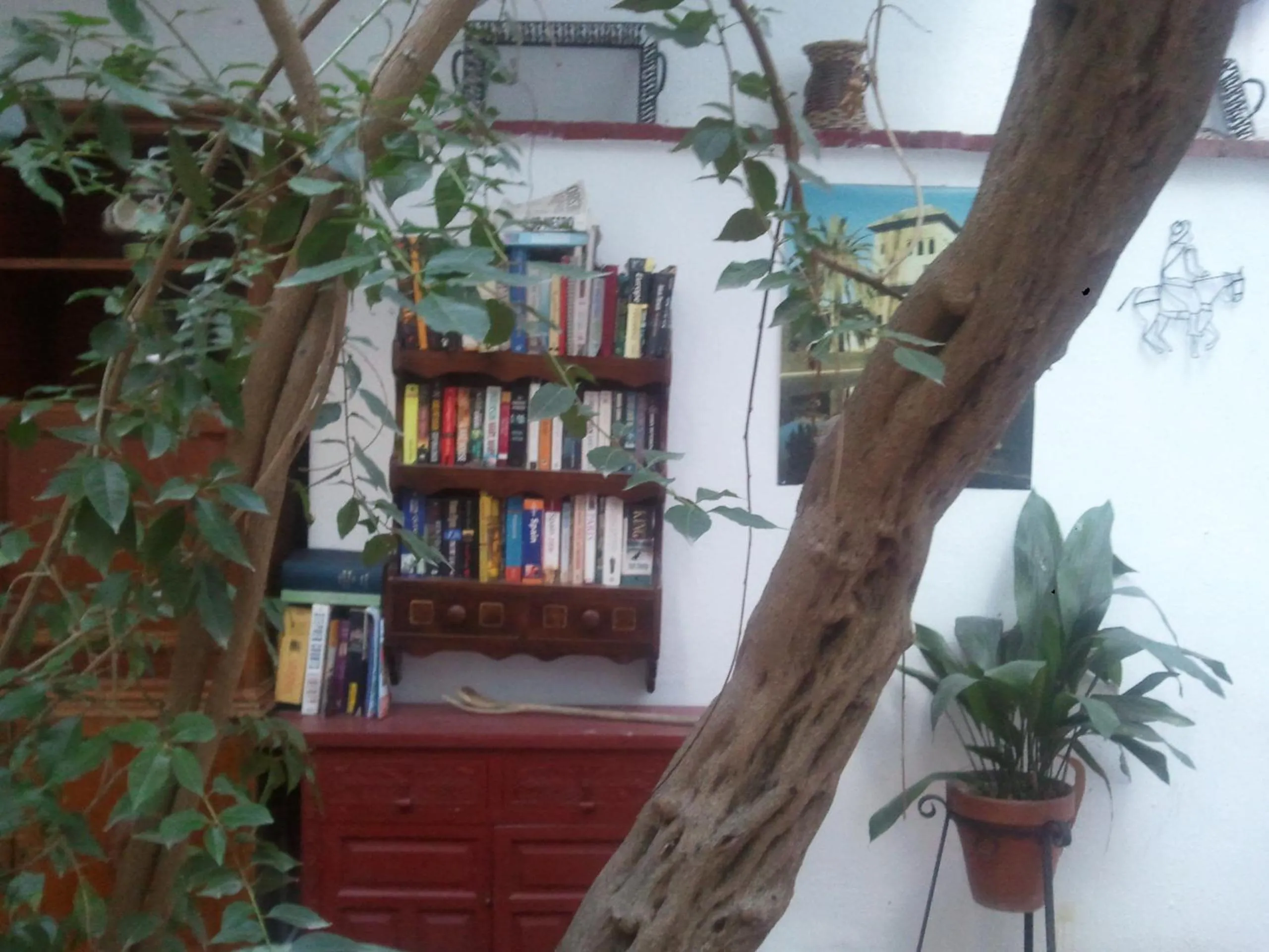 Garden in Hostal Costa Azul