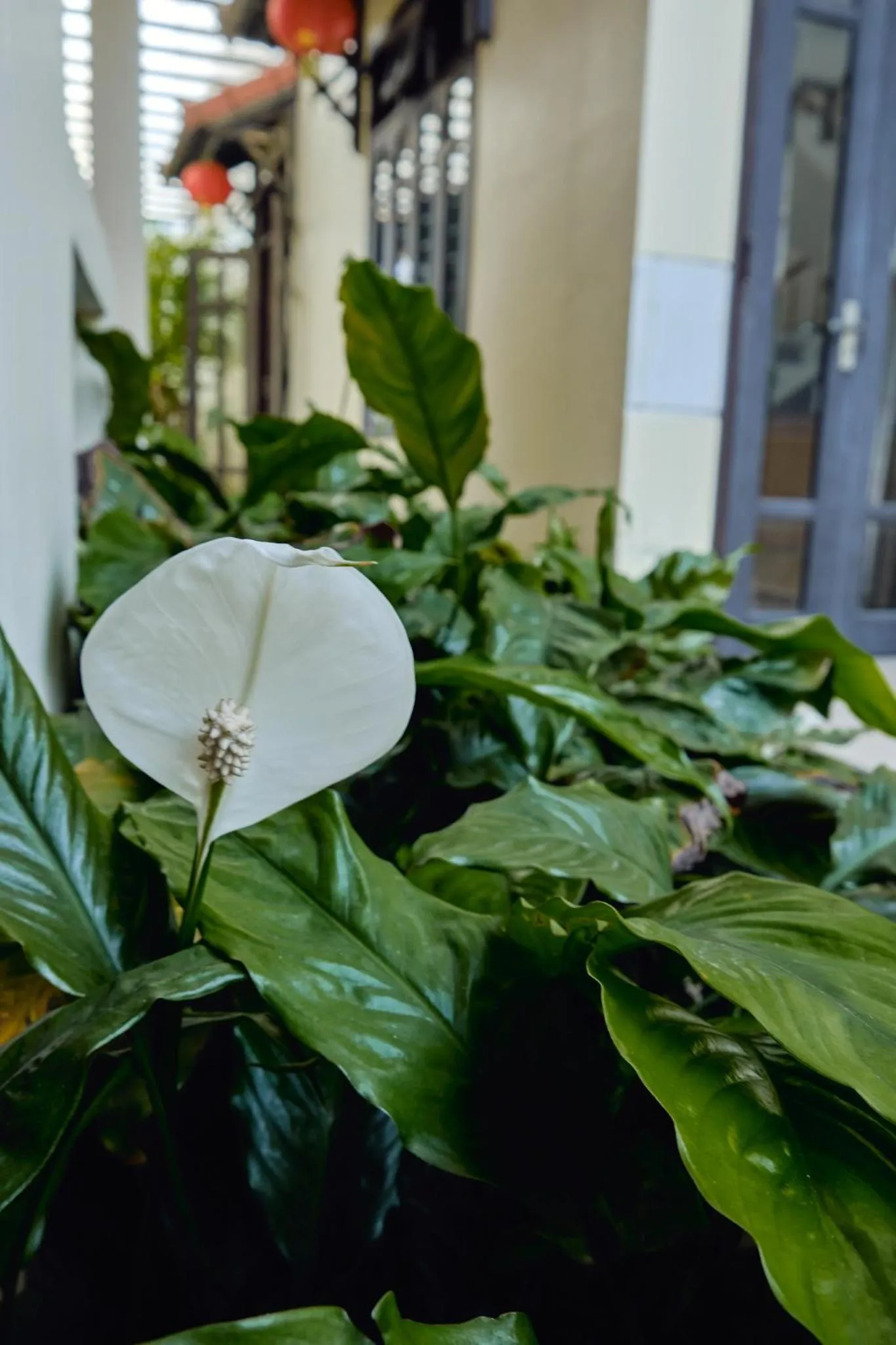 Day in Hoi An Holiday Villa