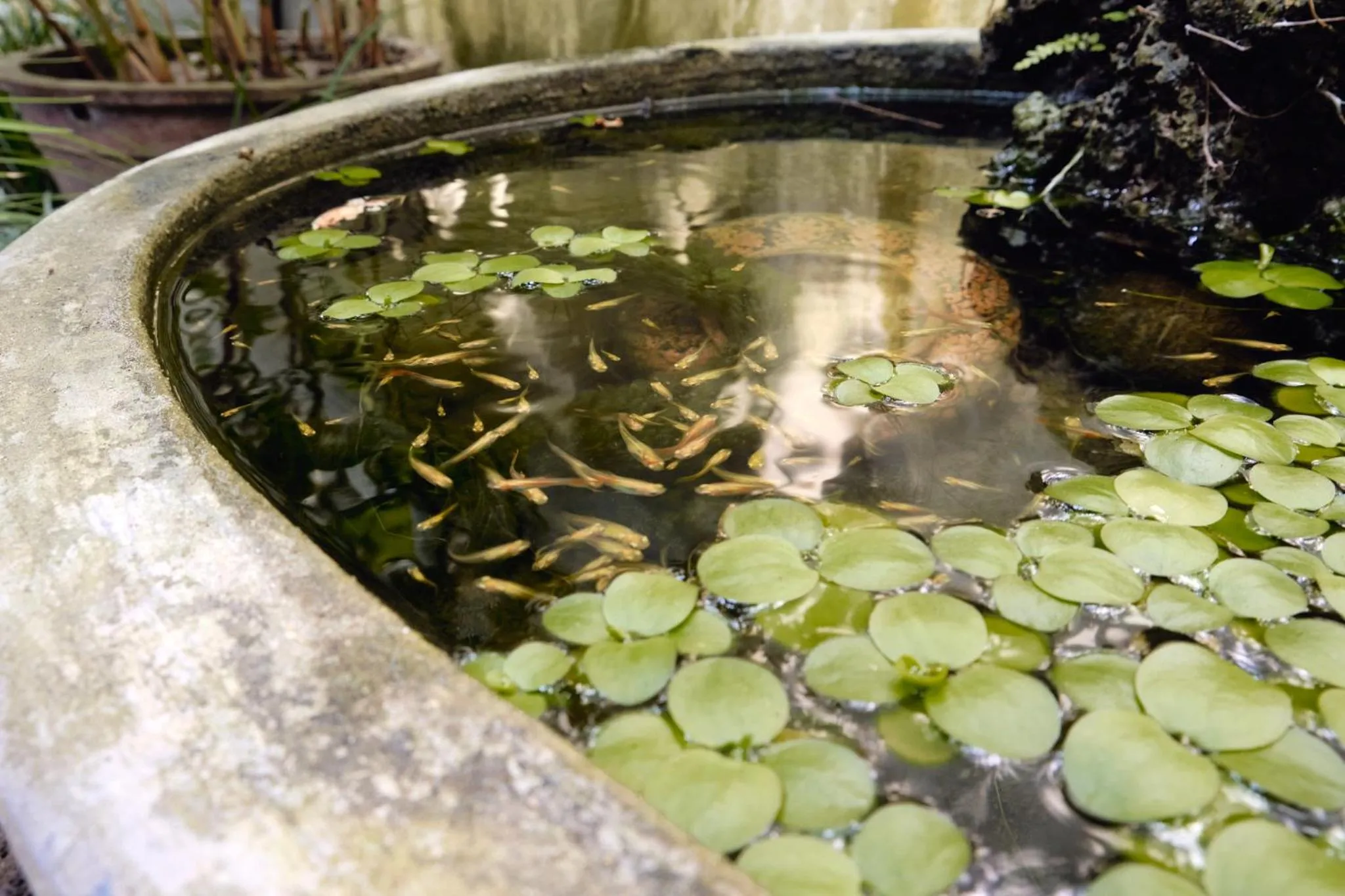 Natural landscape in Hoi An Holiday Villa