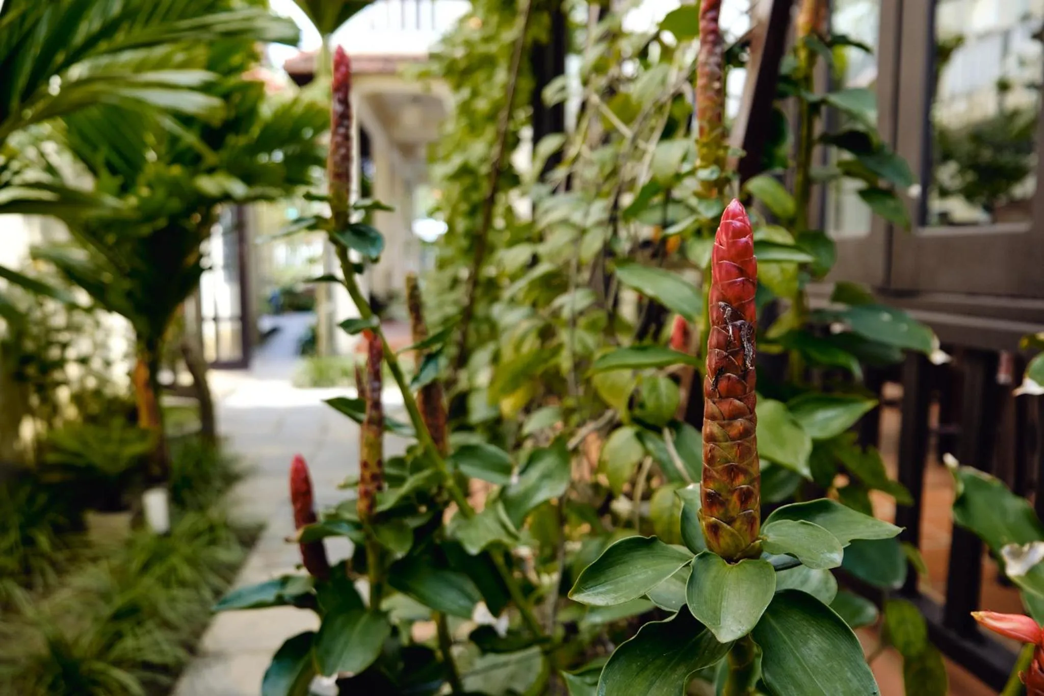 Garden in Hoi An Holiday Villa