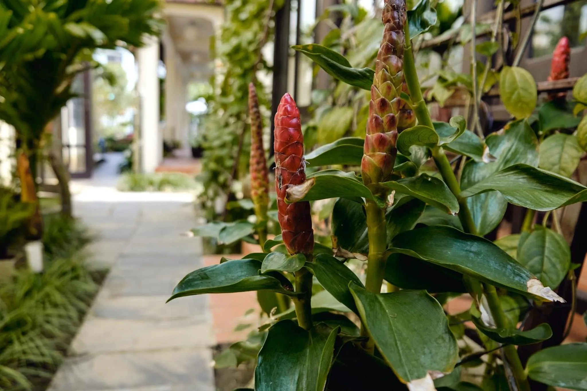 Garden view in Hoi An Holiday Villa
