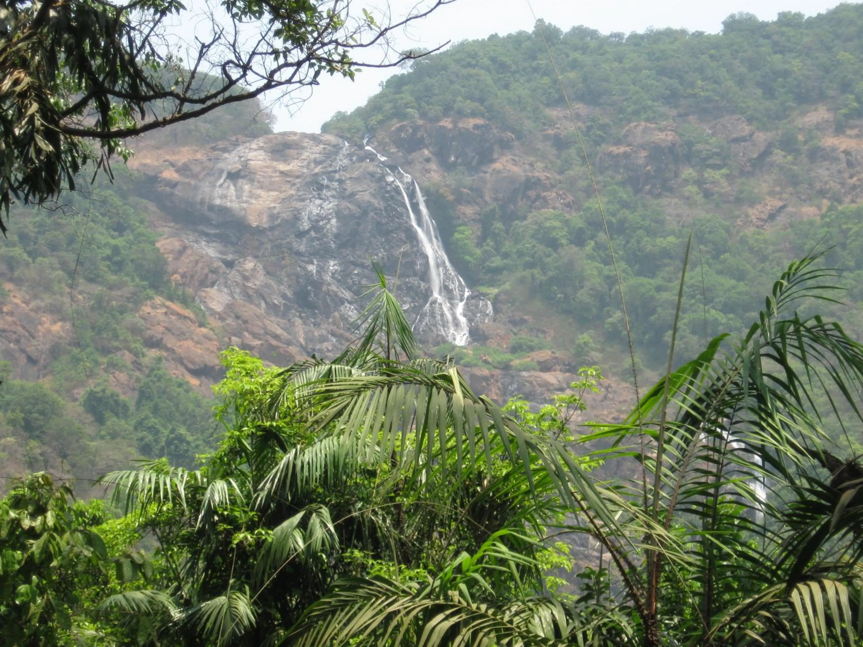 Natural landscape in Dudhsagar Plantation