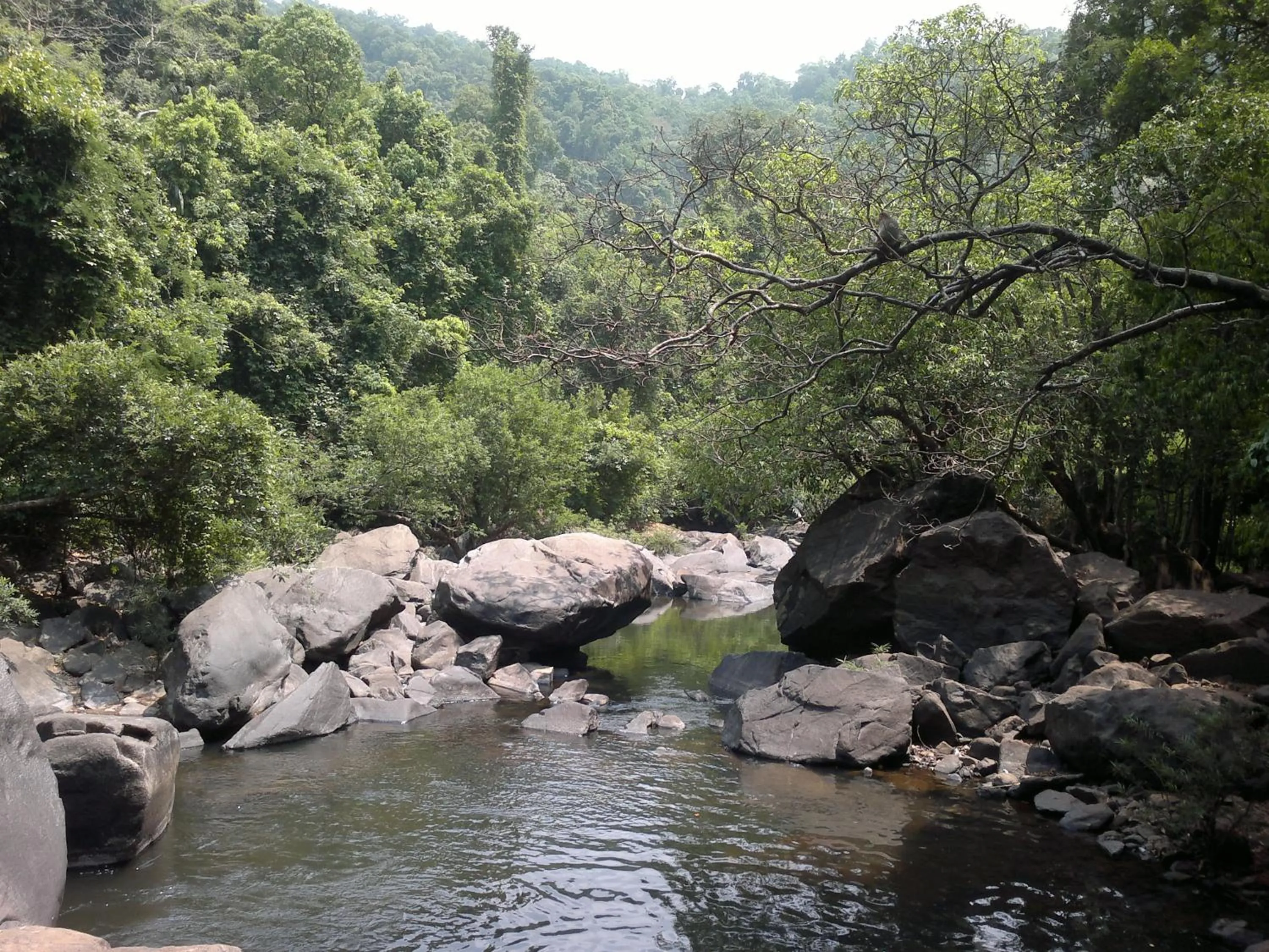 Natural landscape in Dudhsagar Plantation