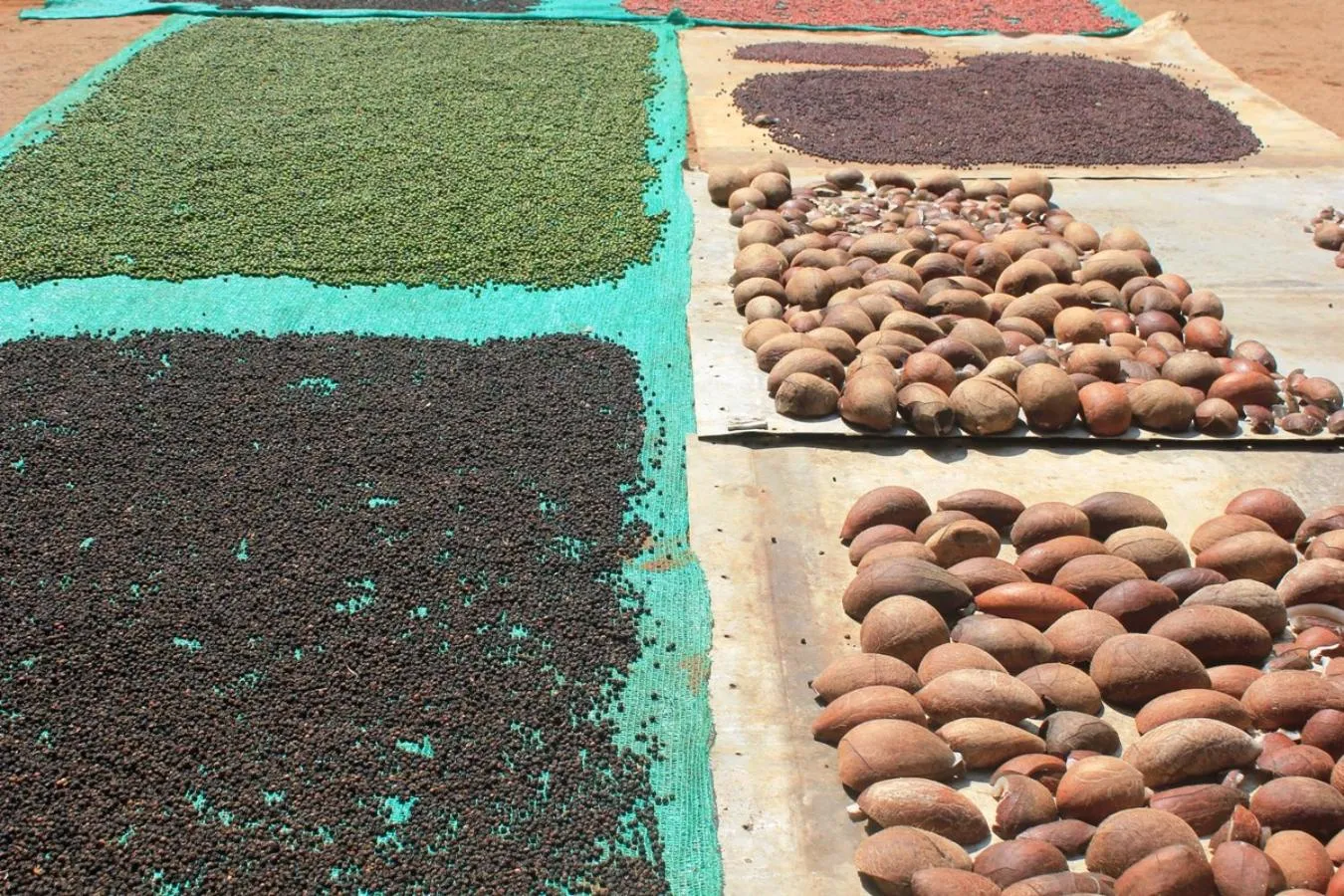 Other in Dudhsagar Plantation