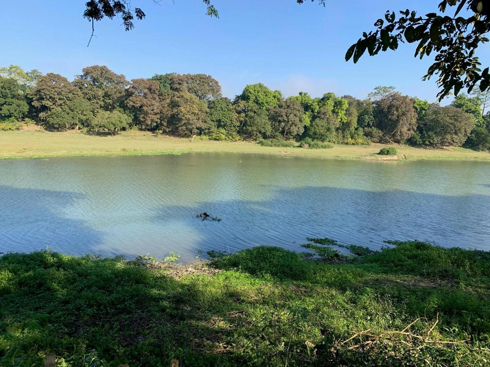Natural landscape in Jungleciti House, Kaziranga National Park