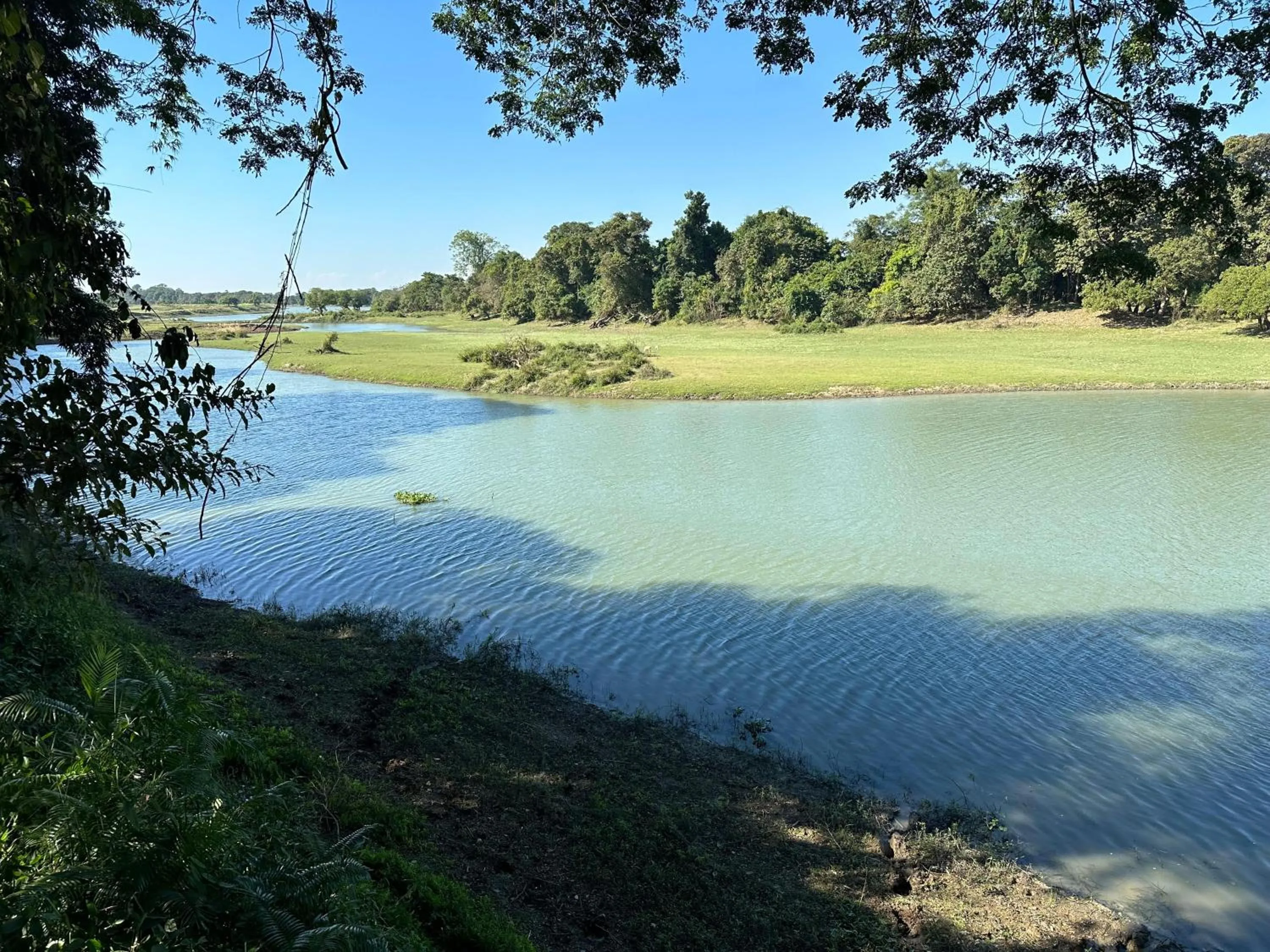 Natural landscape in Jungleciti House, Kaziranga National Park