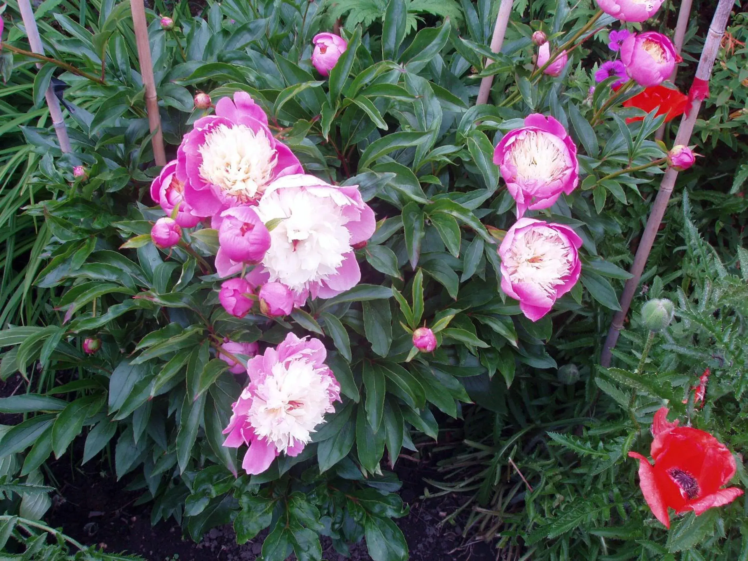 Double Room - single occupancy in Lornebank Homestay Double Room - single occupancy in Lornebank Homestay