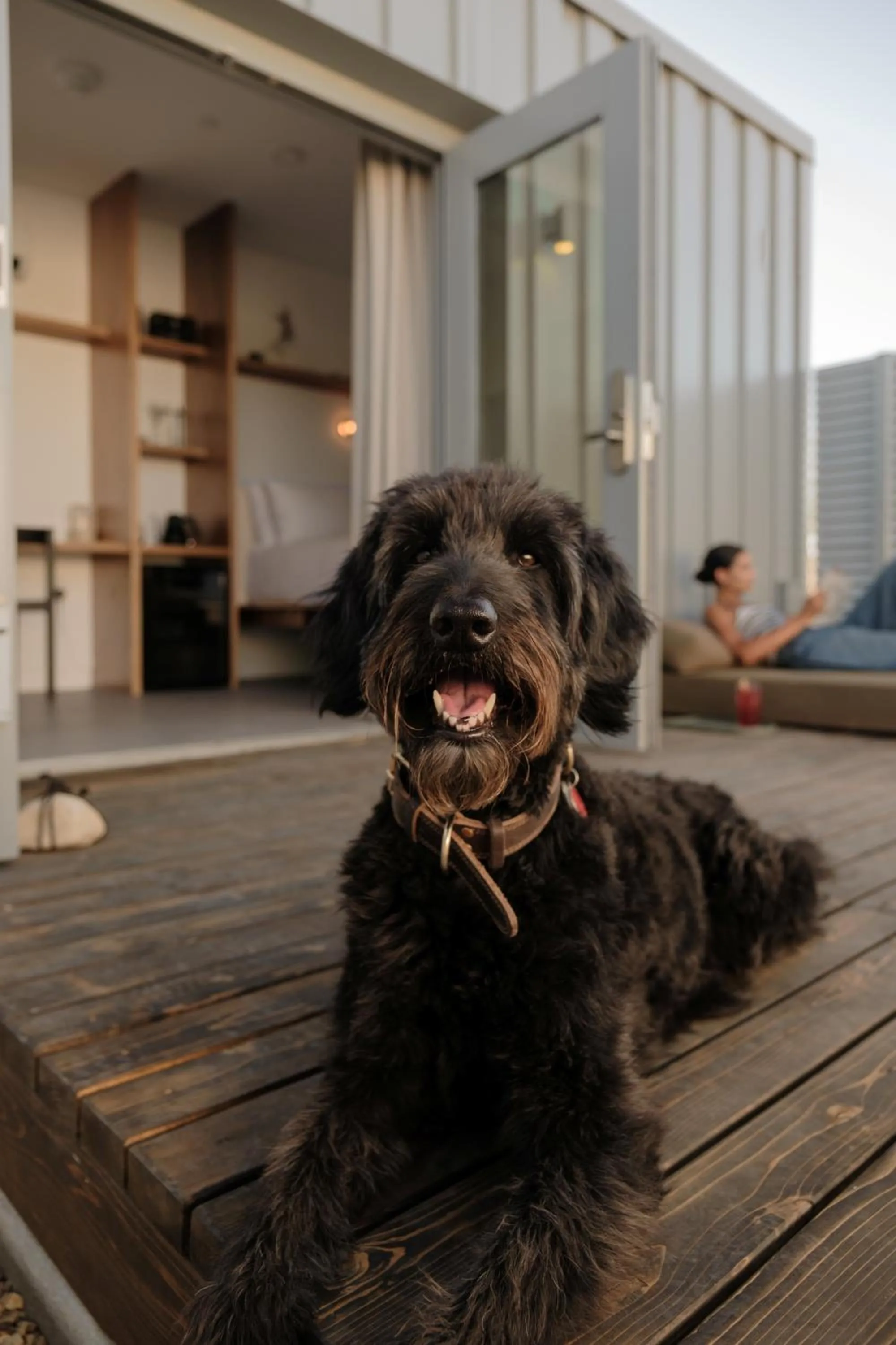 Pets in RESET Hotel Joshua Tree