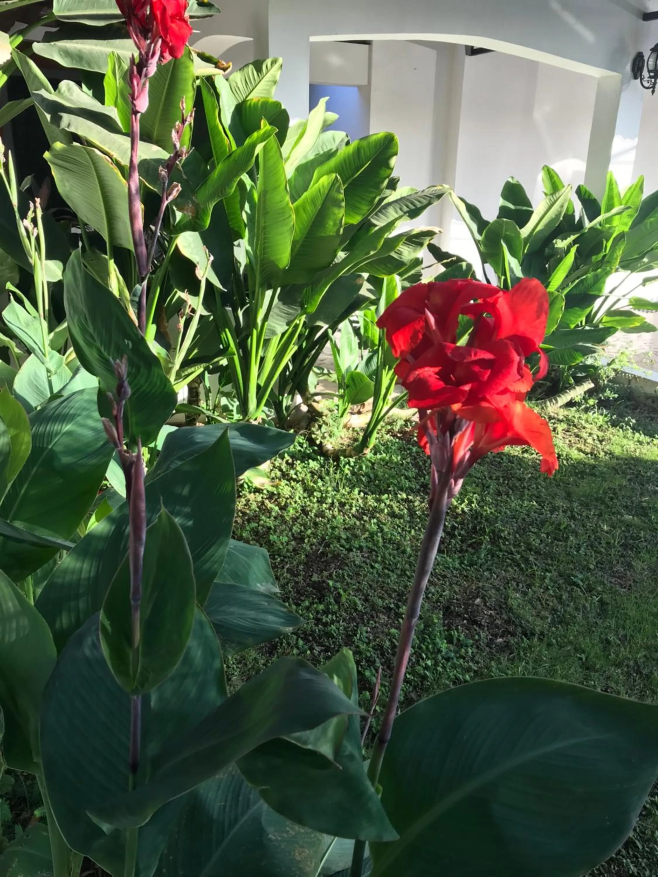 Garden in Hotel Gran David