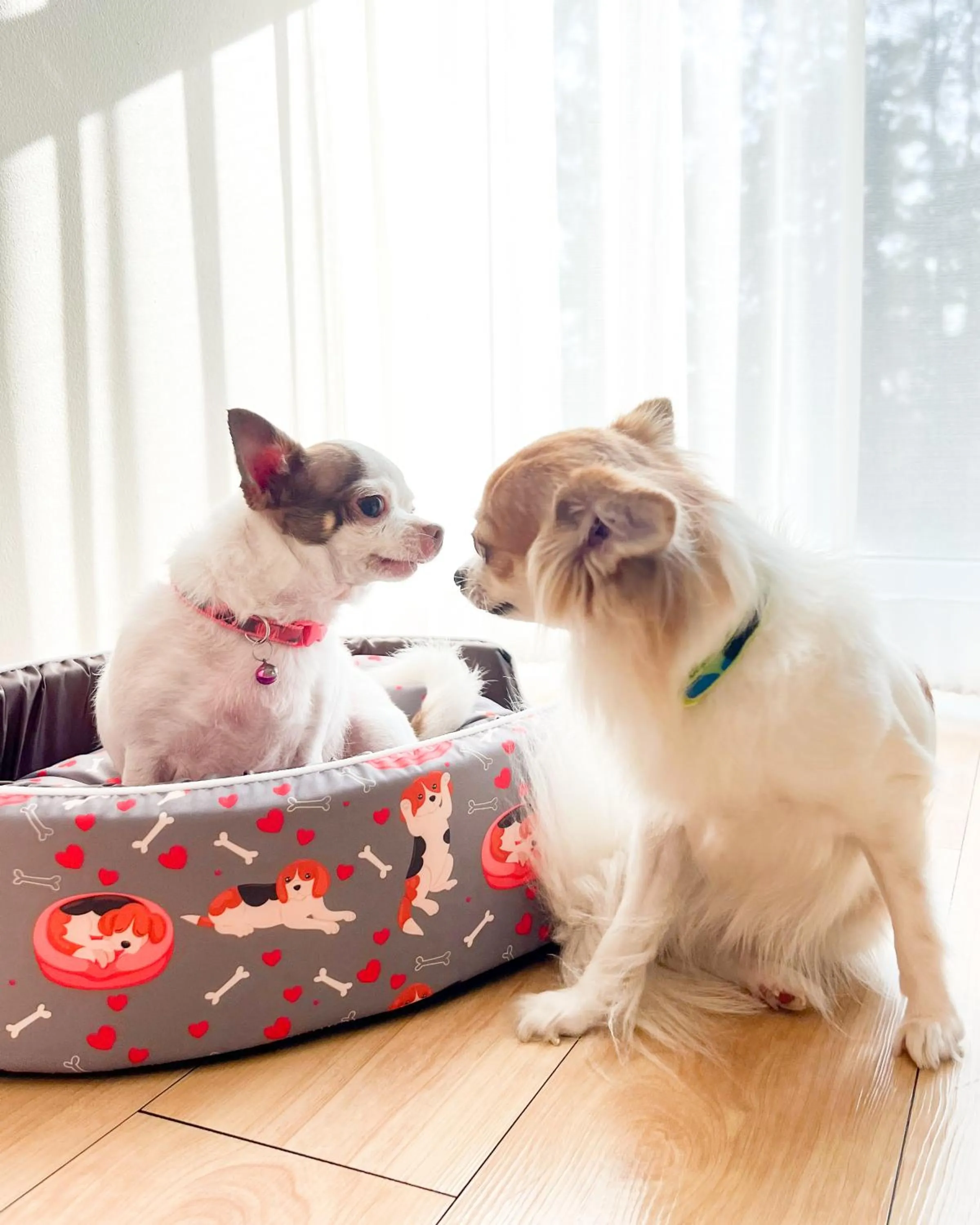 pet friendly in The Kaset, Hua Hin