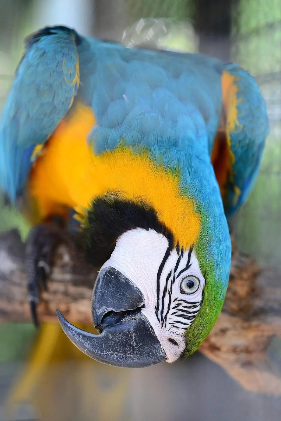 Animals in Seava House Ao-Nang Krabi