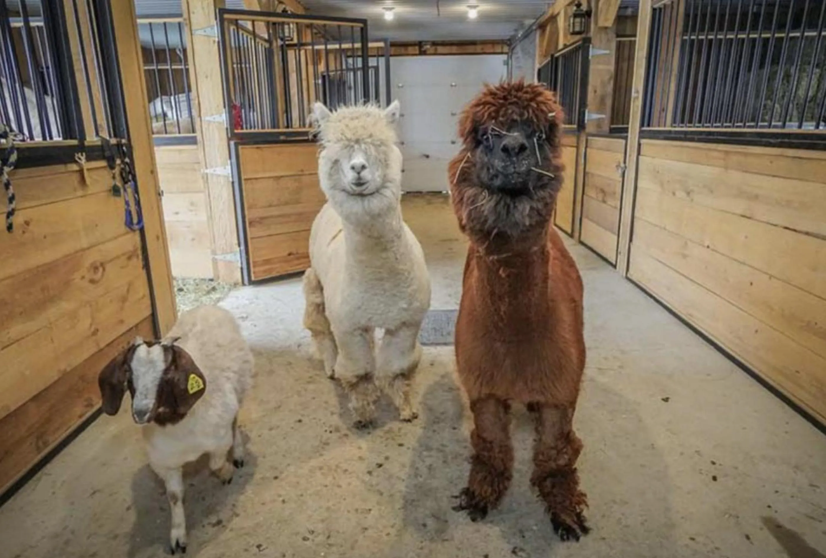 Animals in Bel Air Tremblant Hotel & Residences