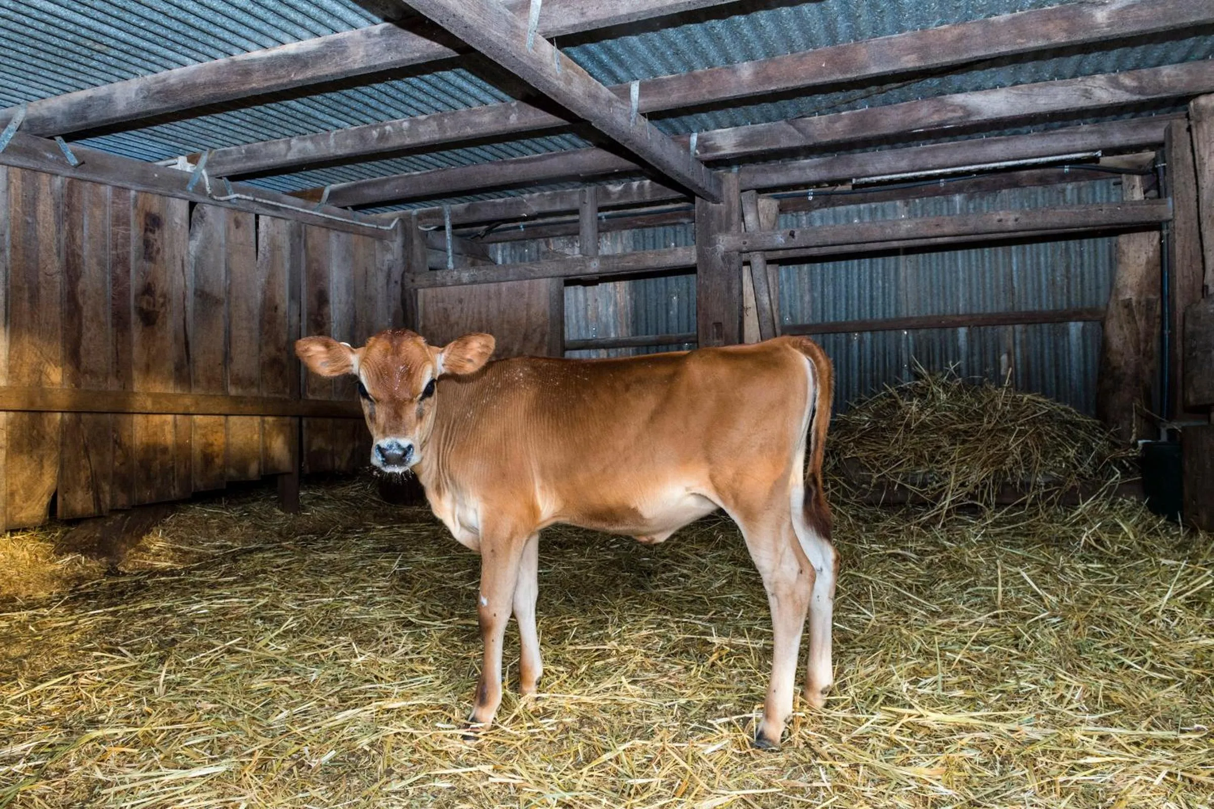 Property building in Dairyman's Cottage
