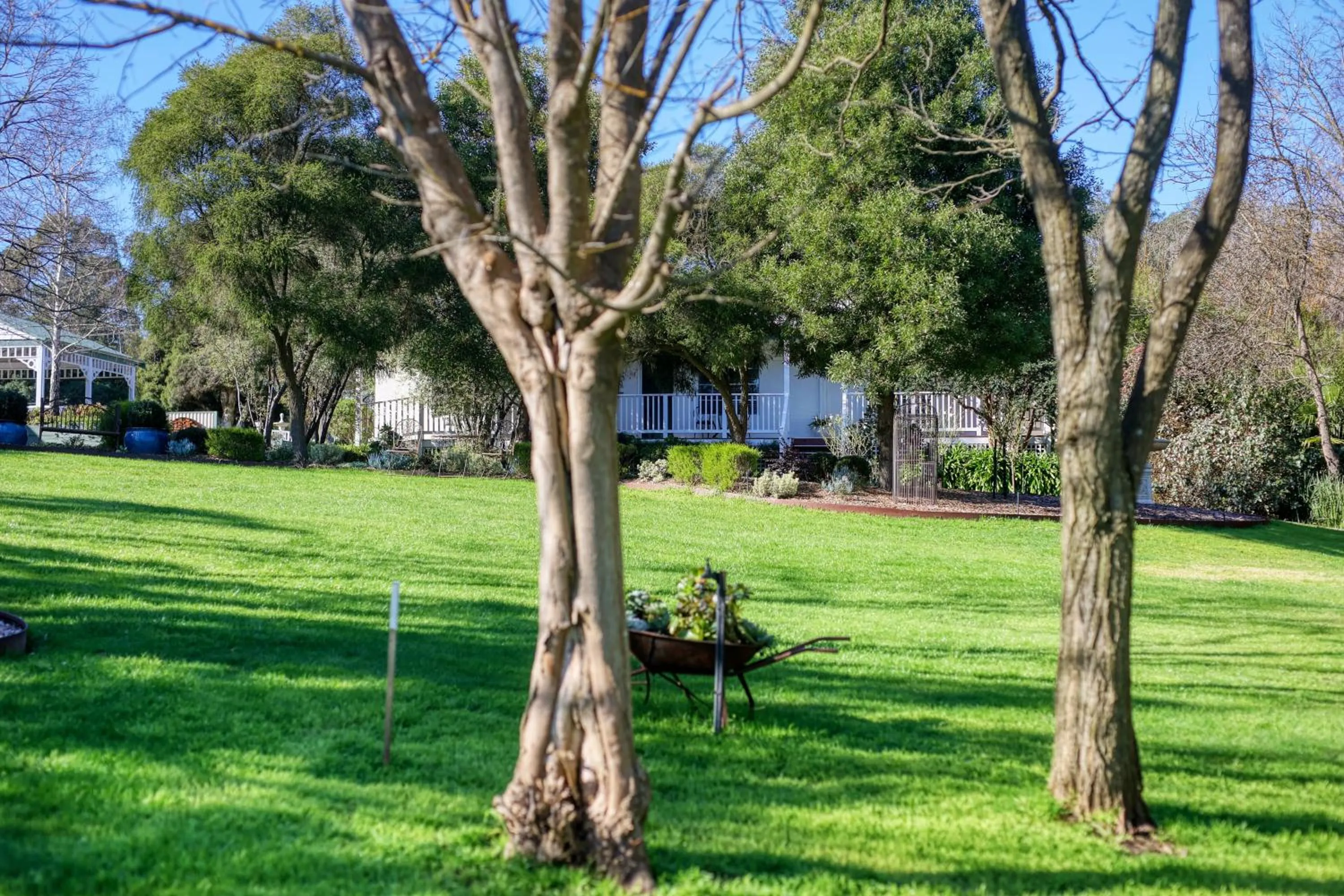 Garden in Yarra Gables