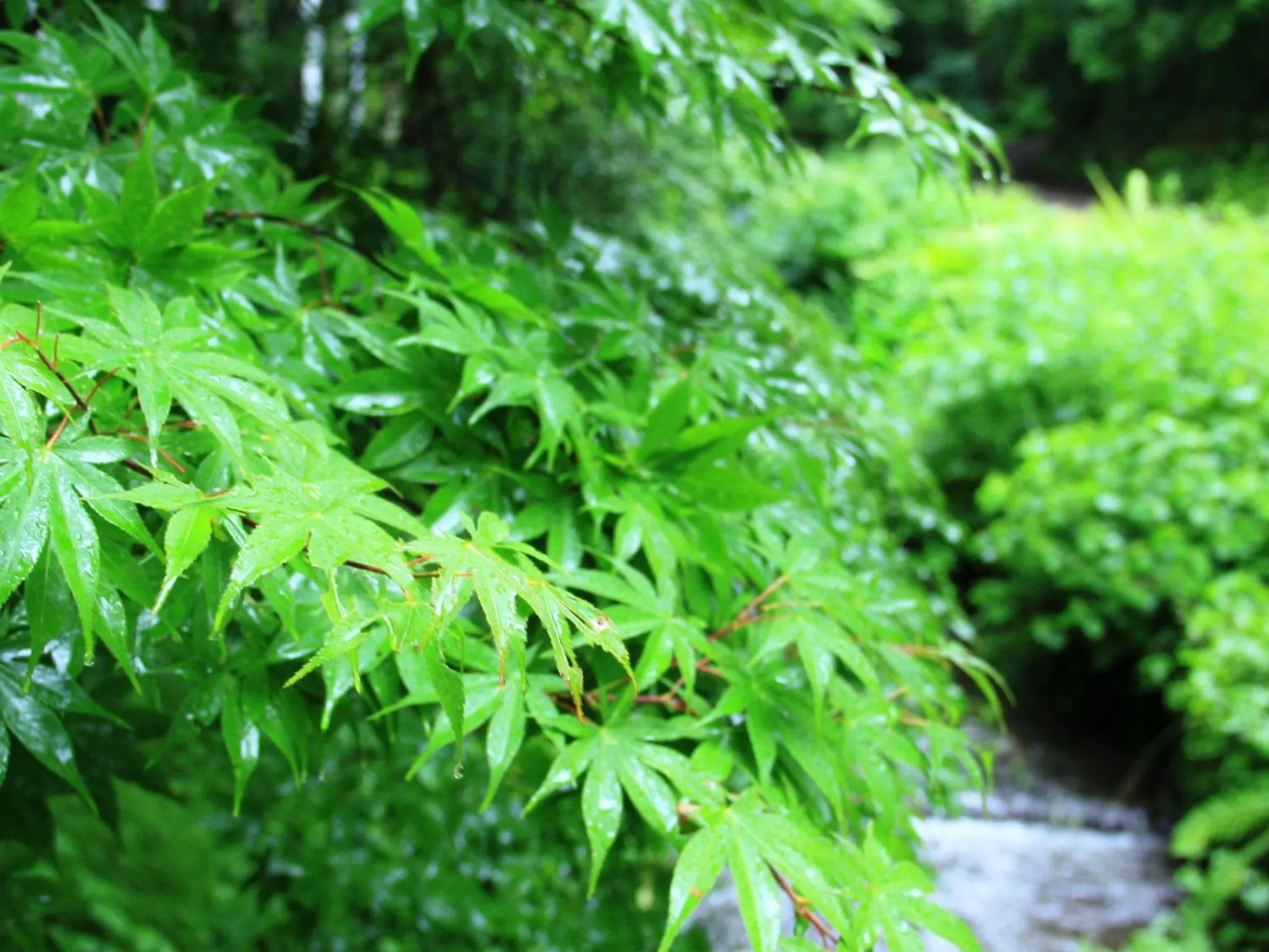 Natural landscape in Kose Onsen