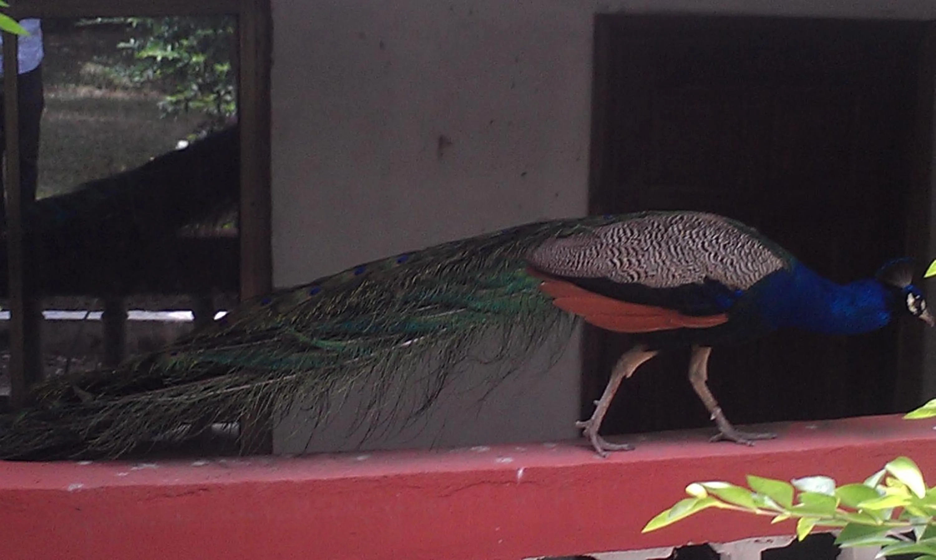 Balcony/Terrace in Konkon Wonderland