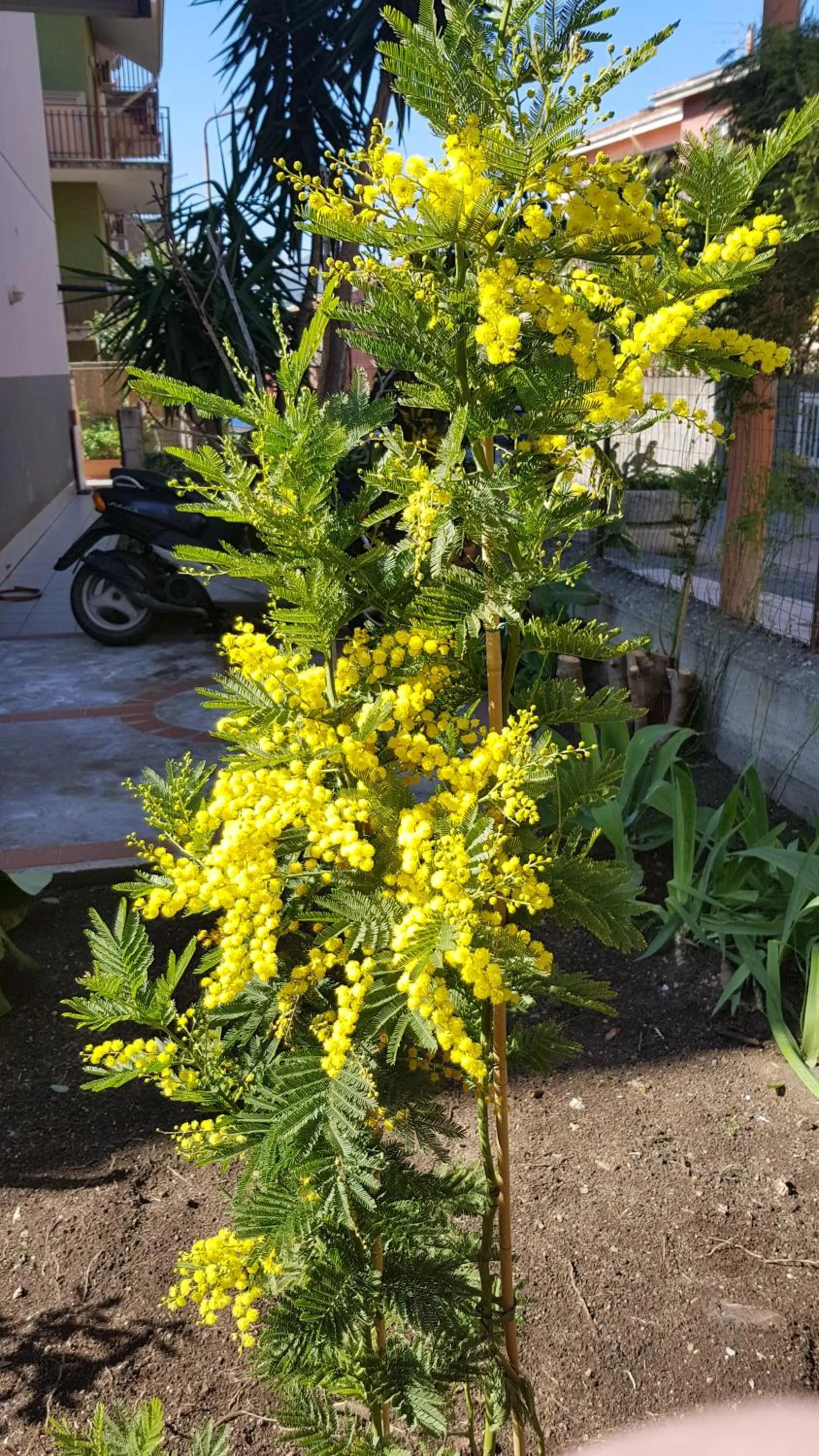 Decorative detail in B&B Mimosa