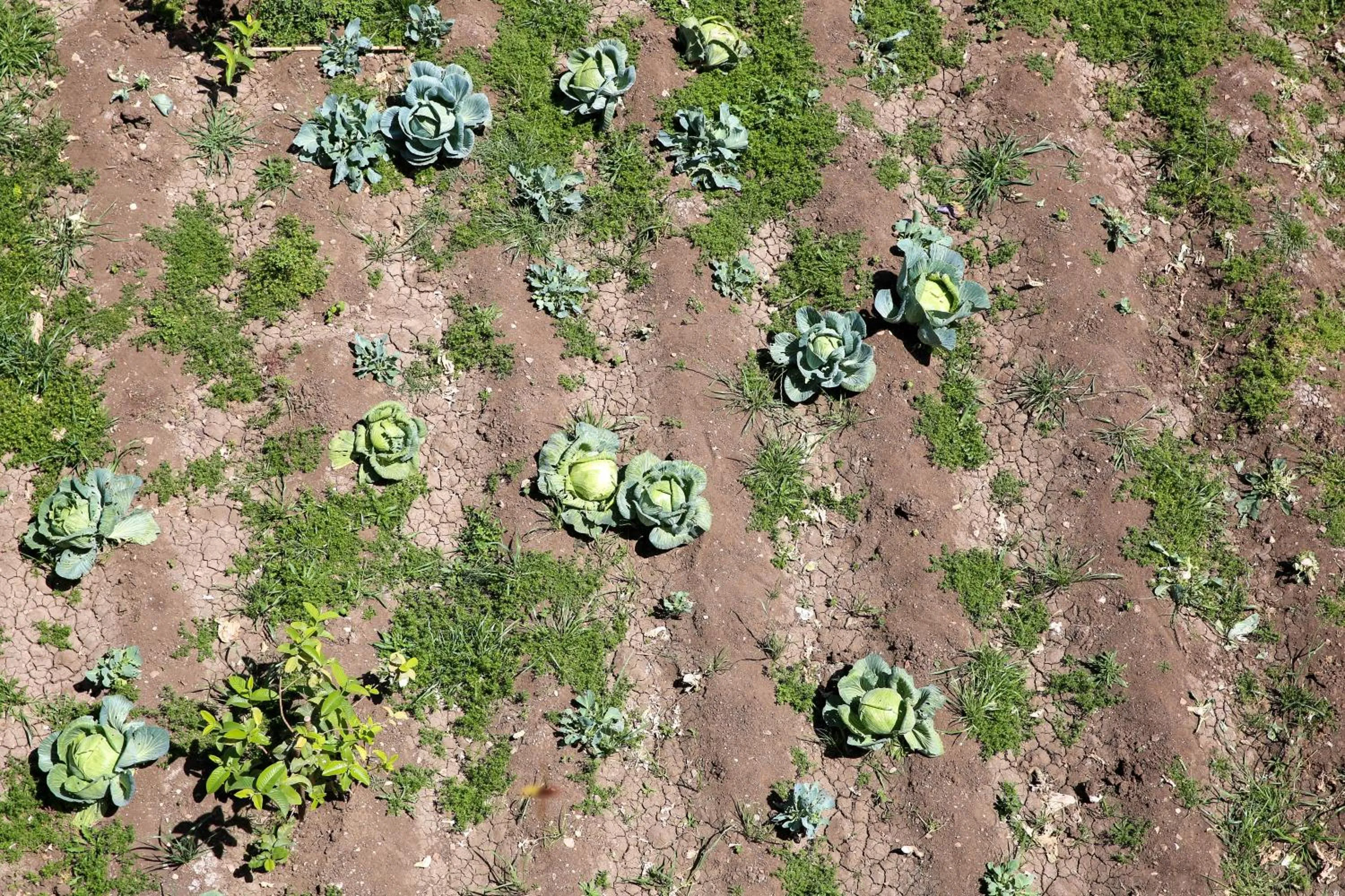 Garden view in Sharqotel Luxor