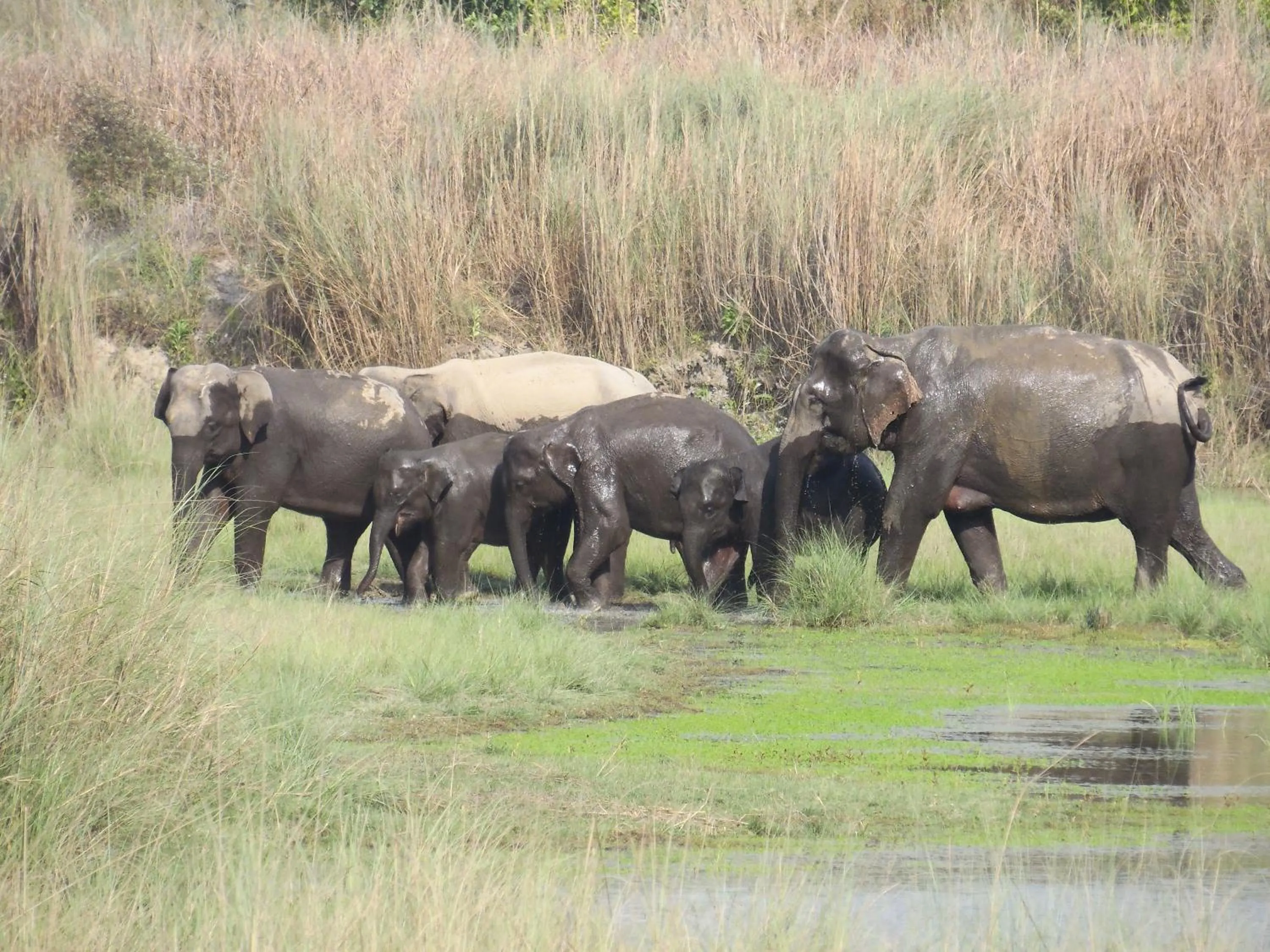 Animals in Bardia Kingfisher Resort