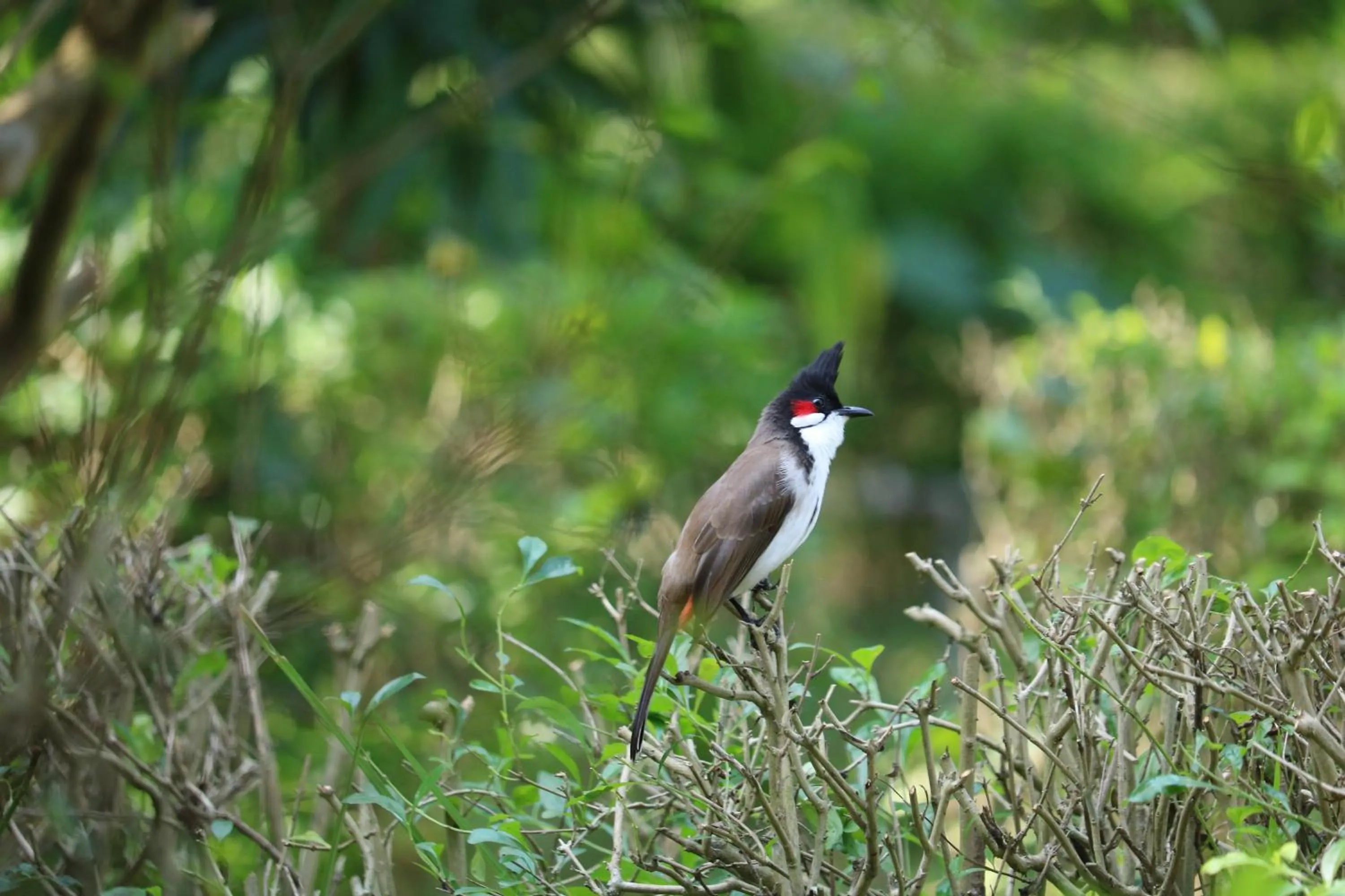 Animals in Bardia Kingfisher Resort