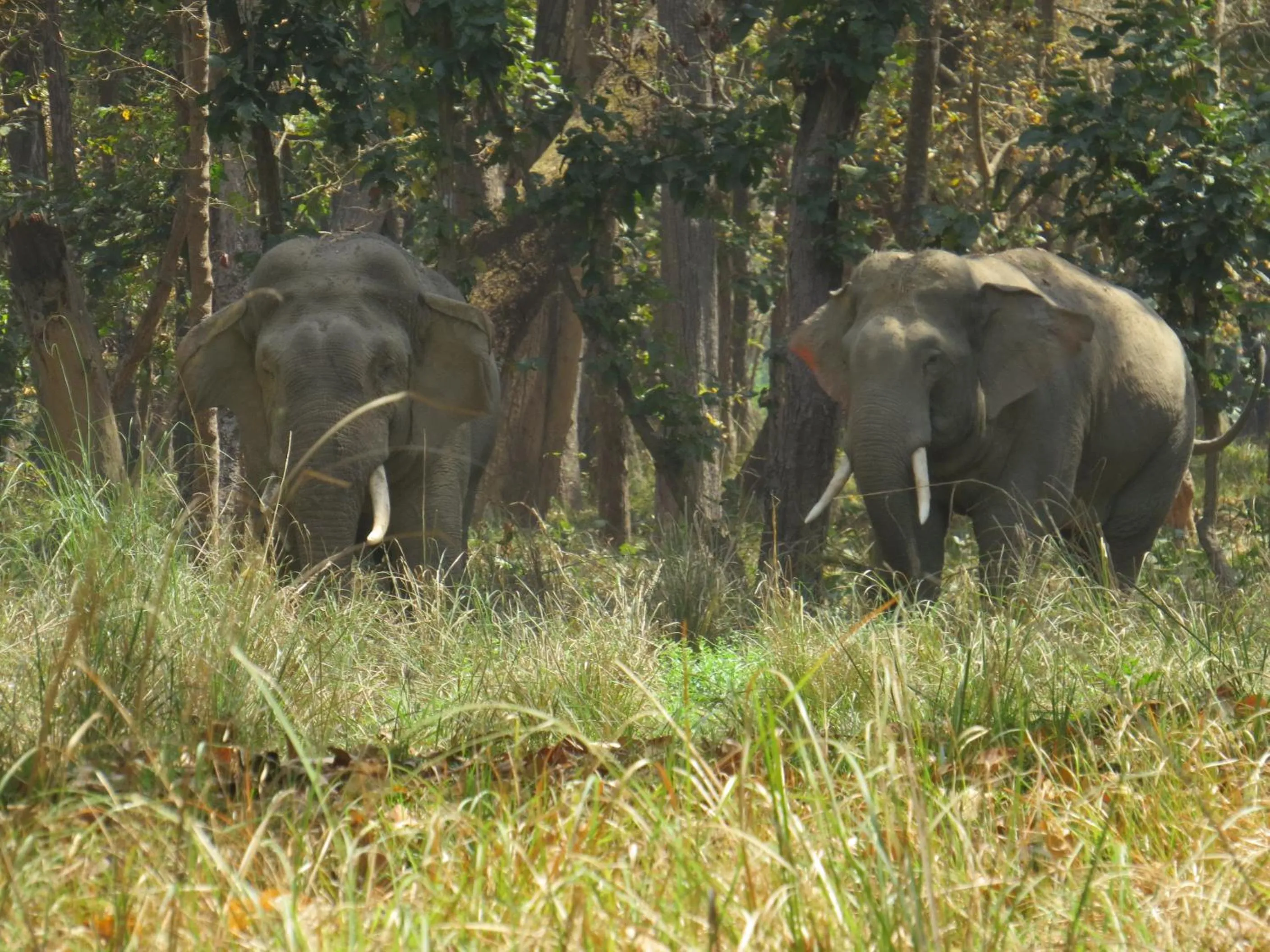 Animals in Bardia Kingfisher Resort