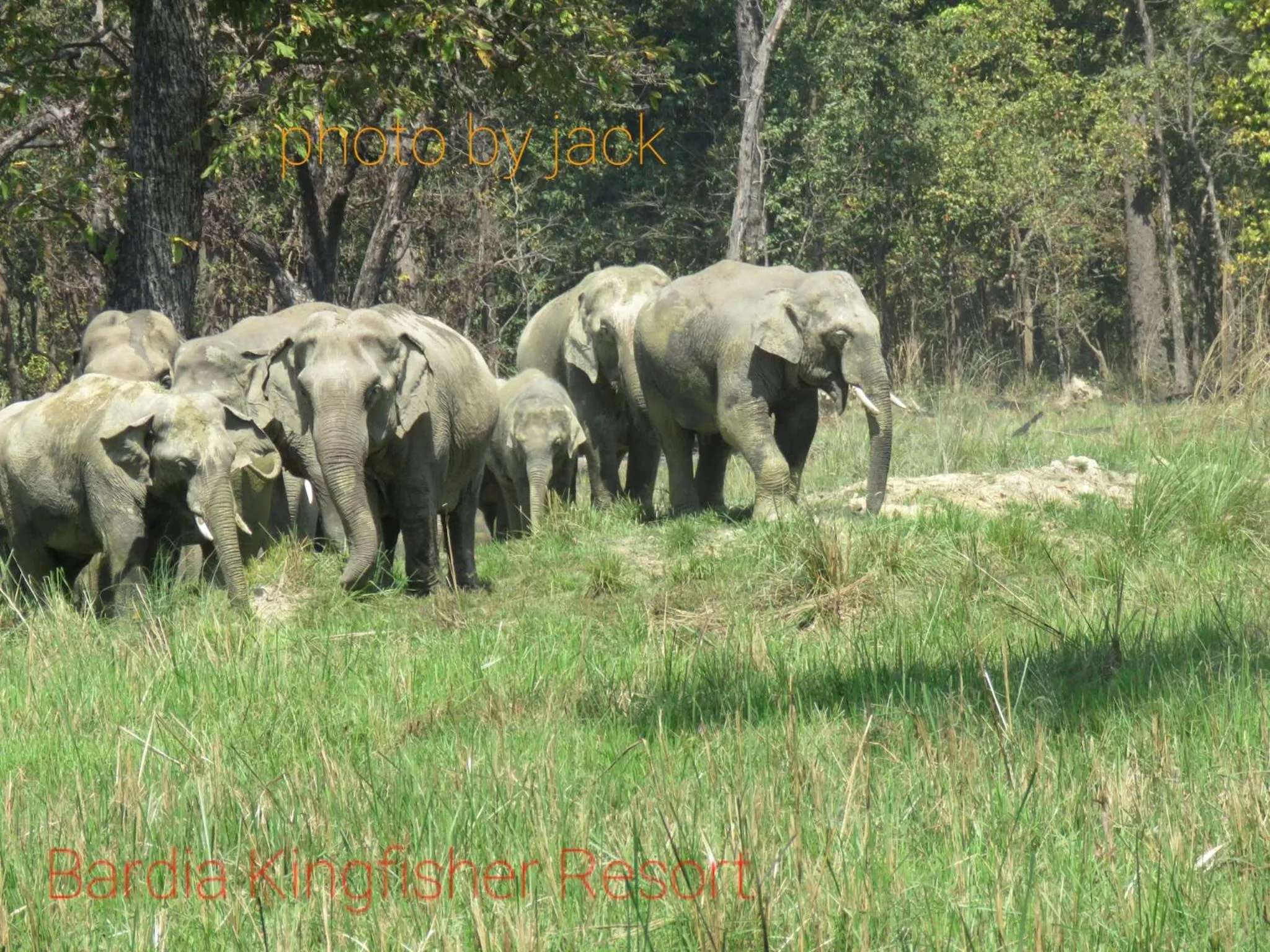 Animals in Bardia Kingfisher Resort