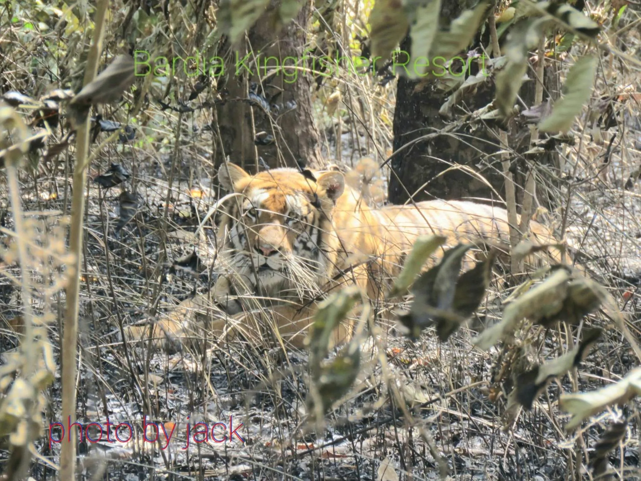 Animals in Bardia Kingfisher Resort