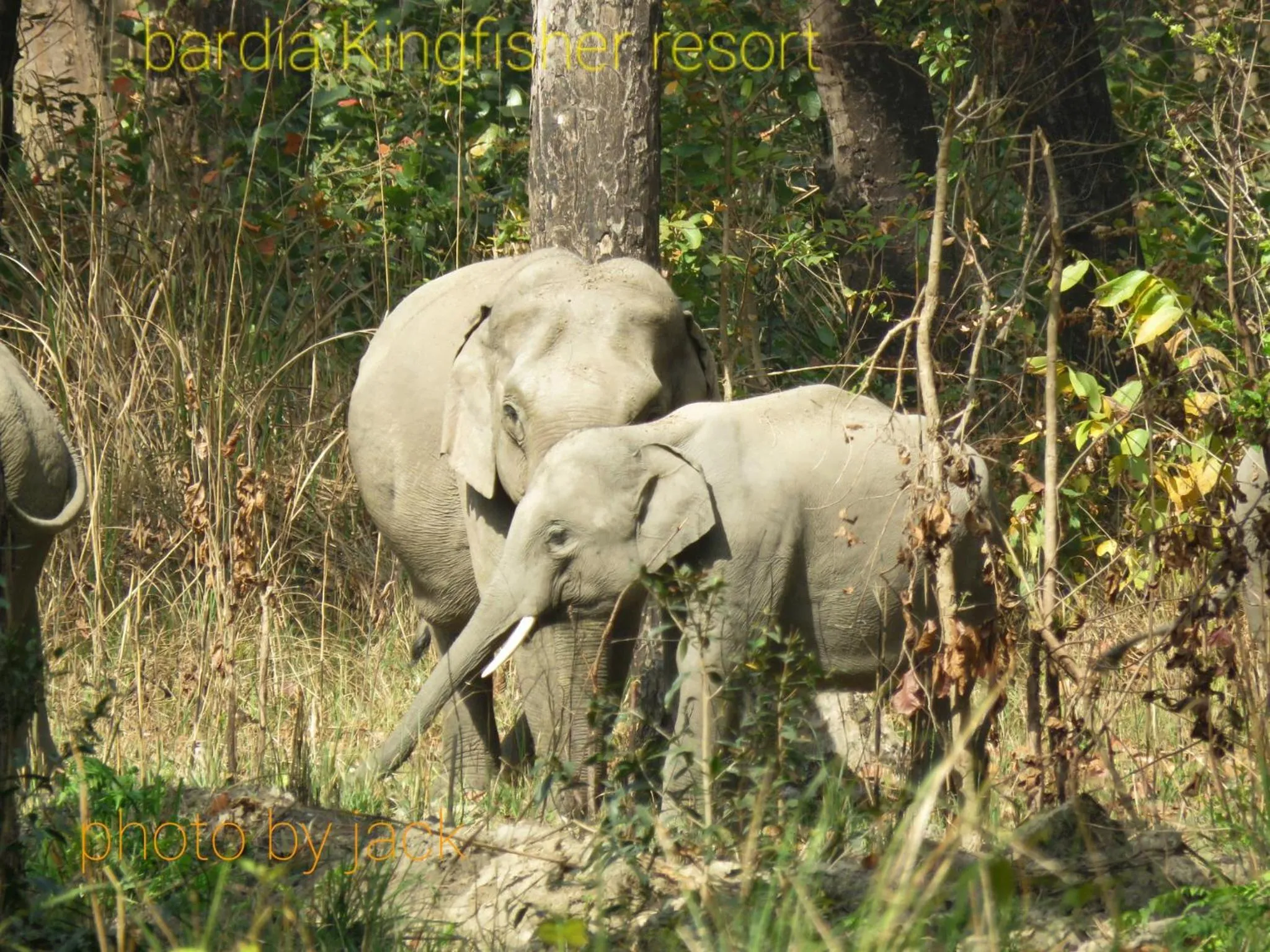 Animals in Bardia Kingfisher Resort