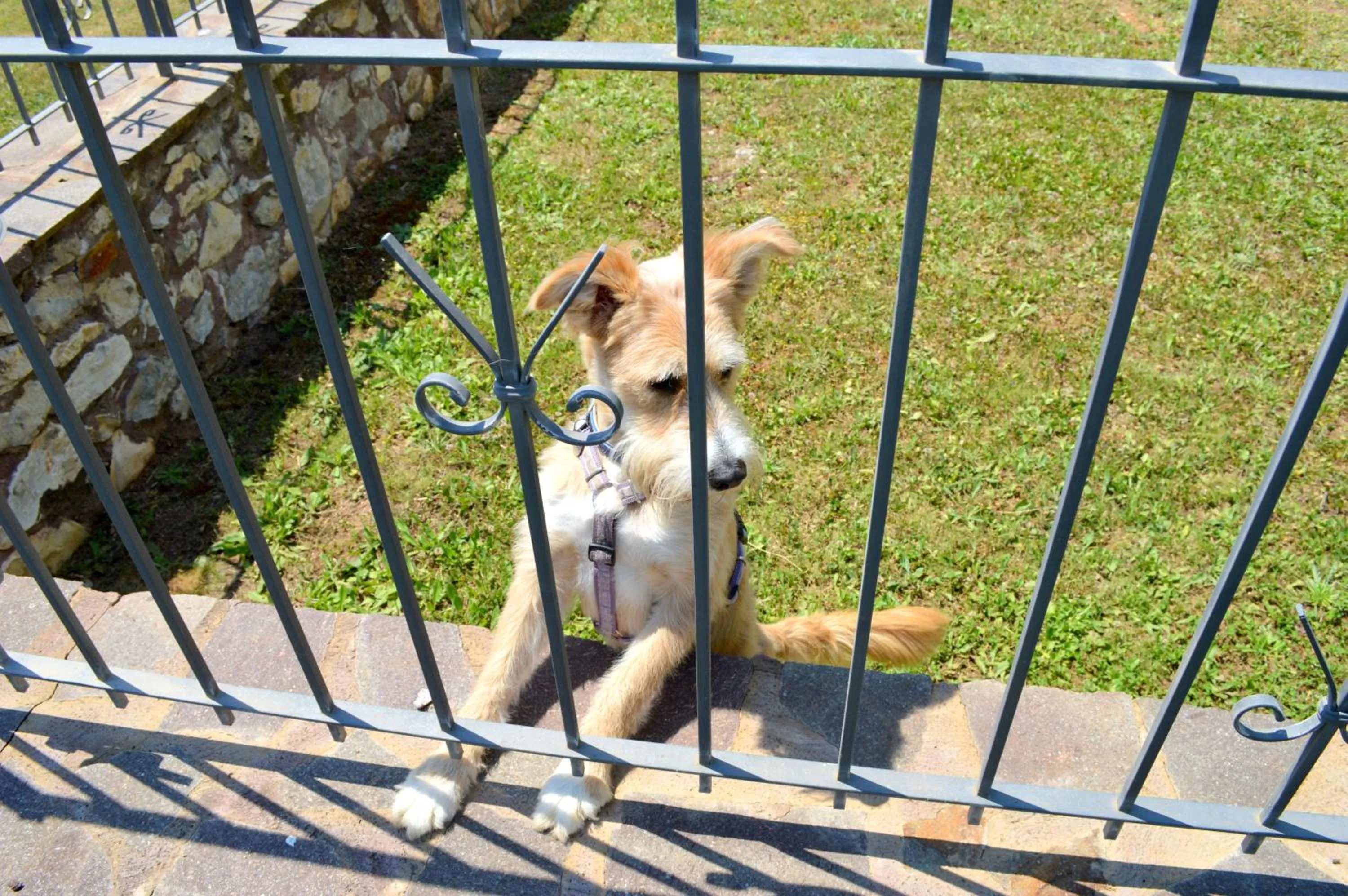Balcony/Terrace in Le Corti Di Montepitti