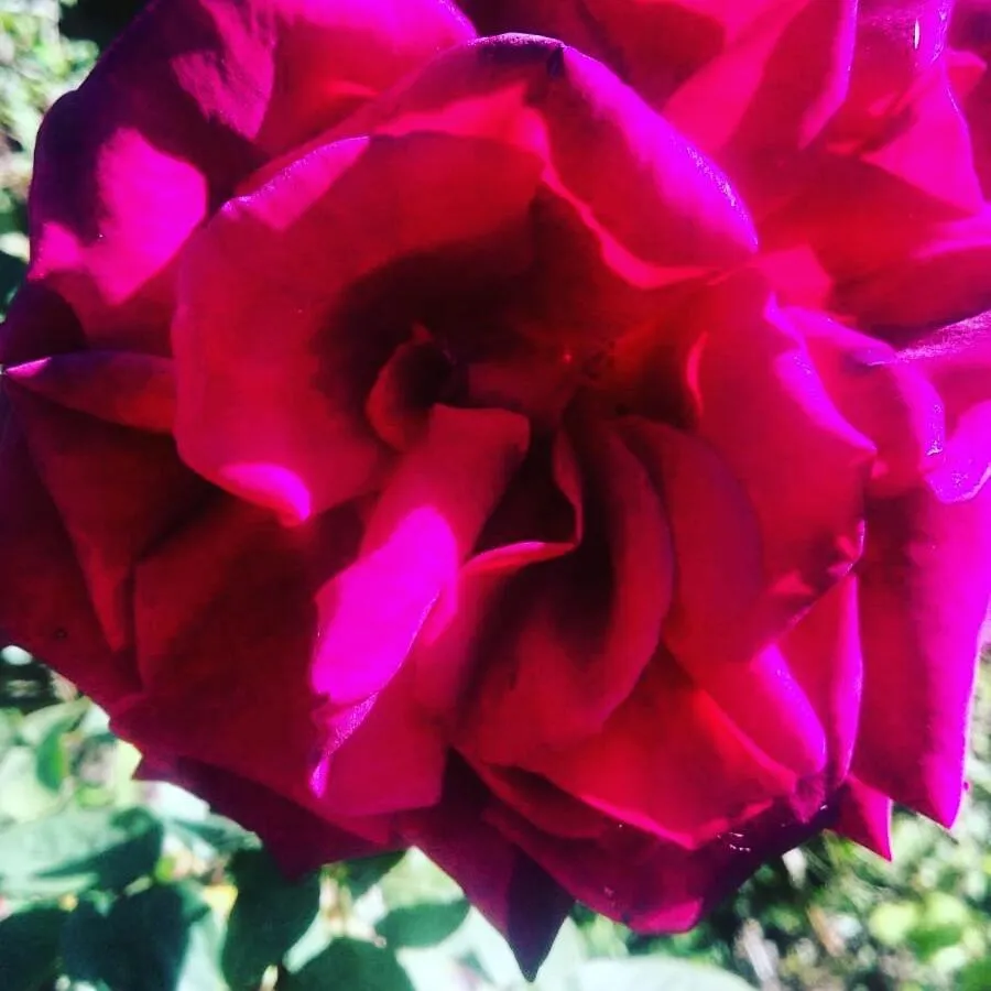 Garden view in Balally House