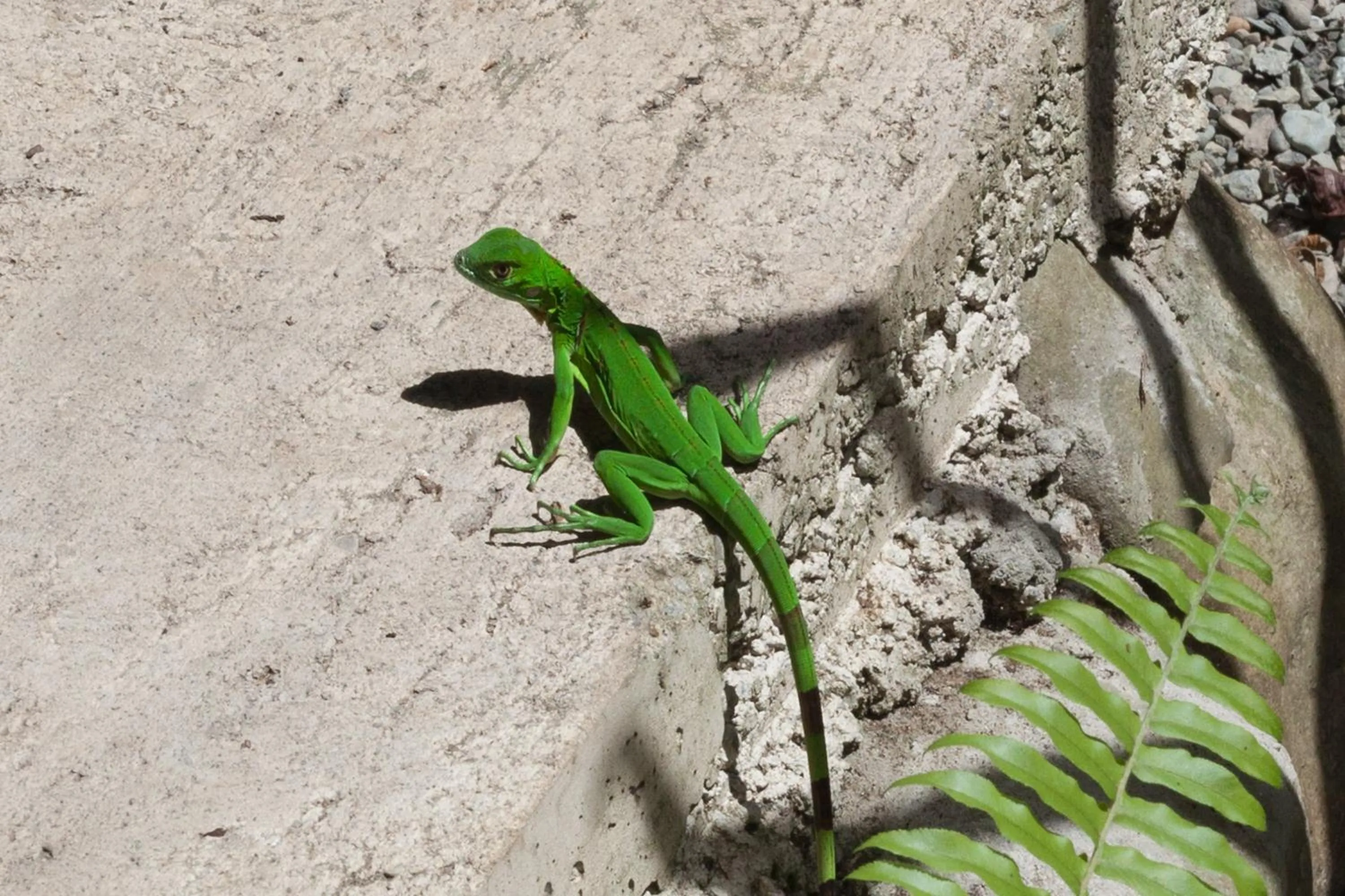 Animals in Relax Natural Village Adults Only