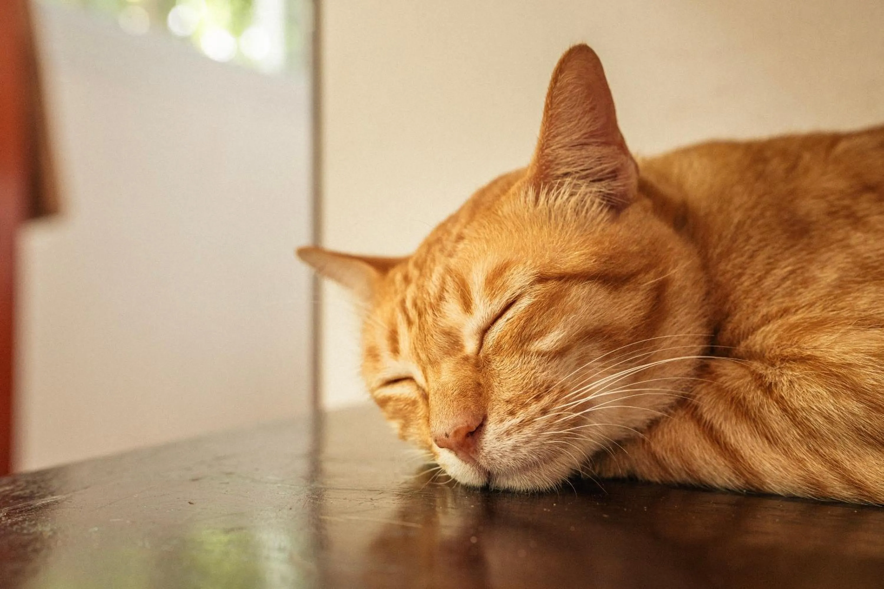 Pets in Siyada Villa