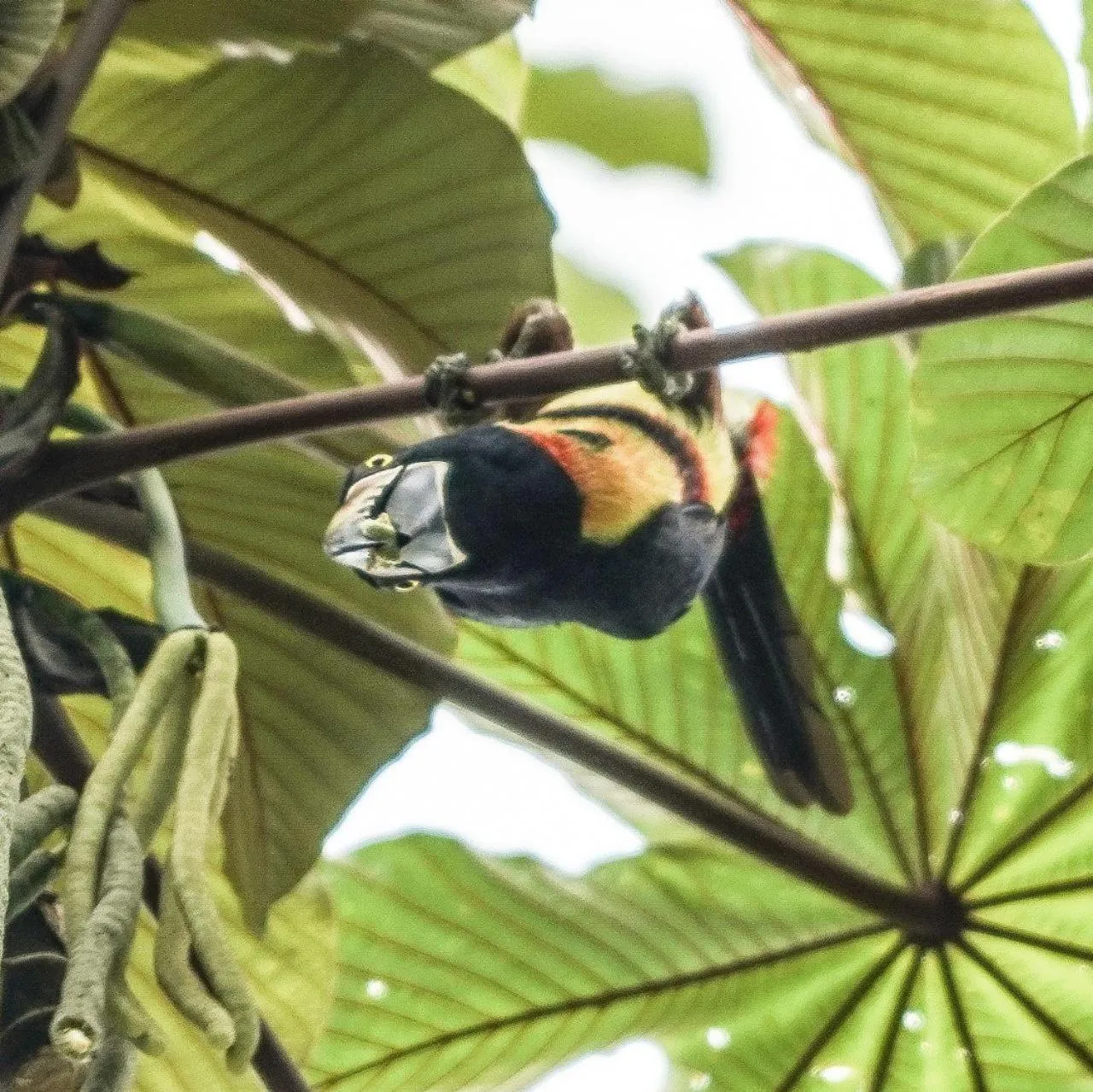 Animals in Gran Gavilán del Sarapiquí Lodge