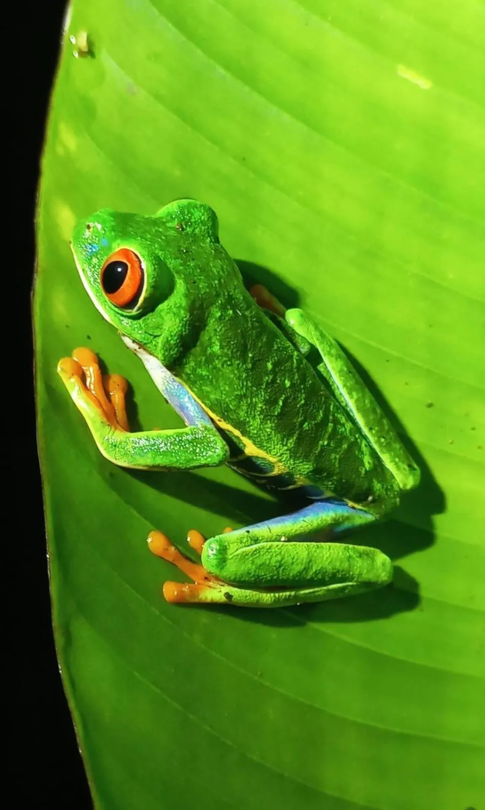 Animals in Gran Gavilán del Sarapiquí Lodge