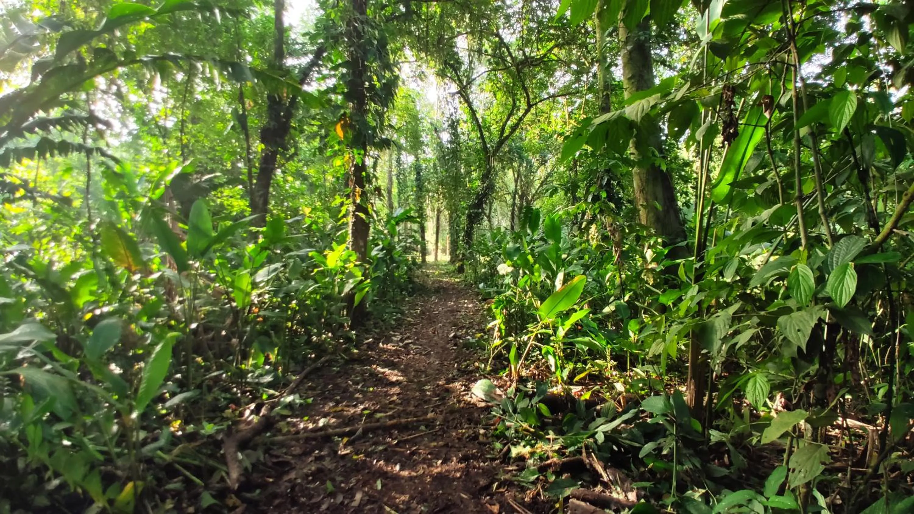 Natural landscape in Gran Gavilán del Sarapiquí Lodge