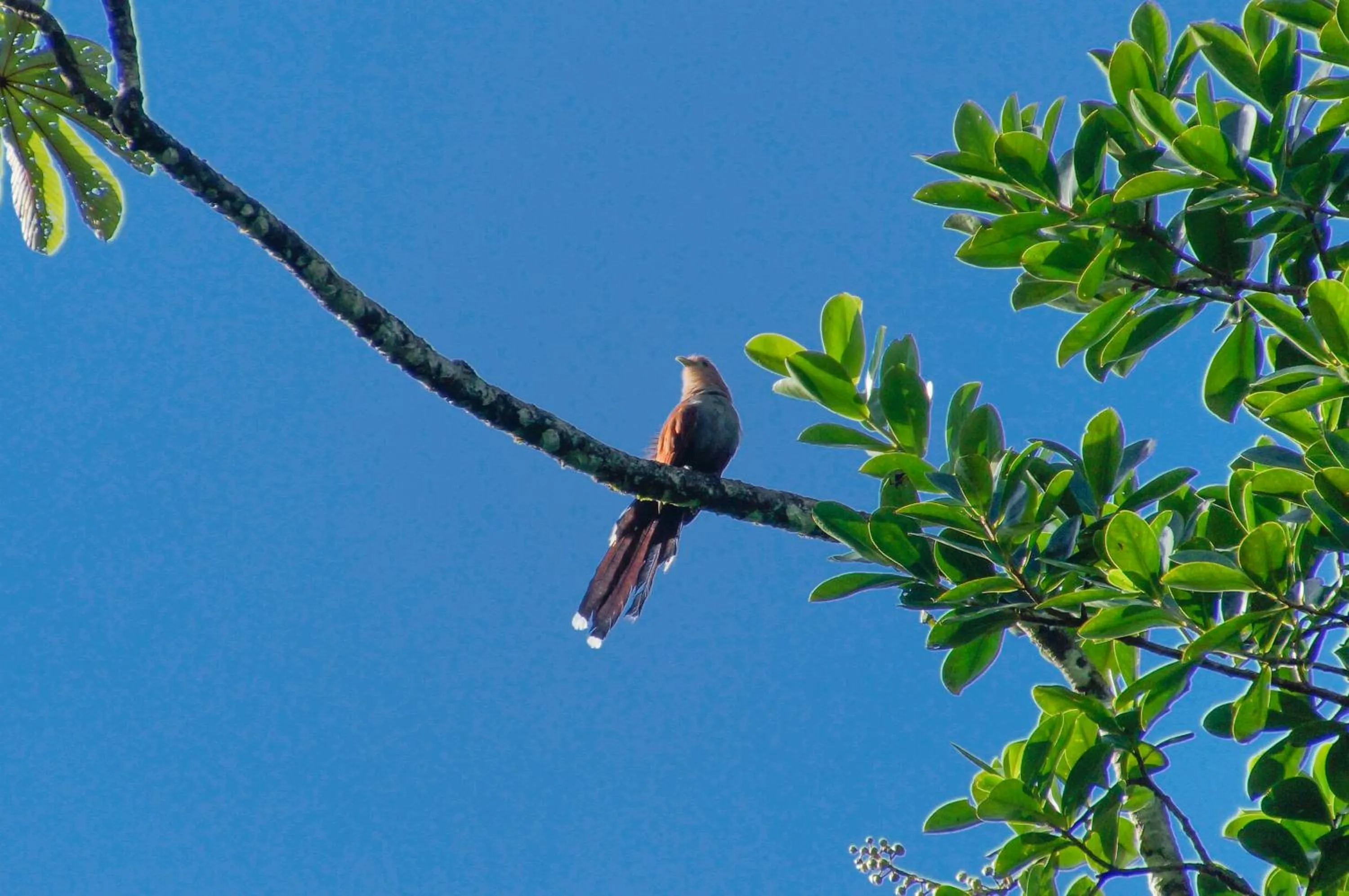 Natural landscape in Gran Gavilán del Sarapiquí Lodge