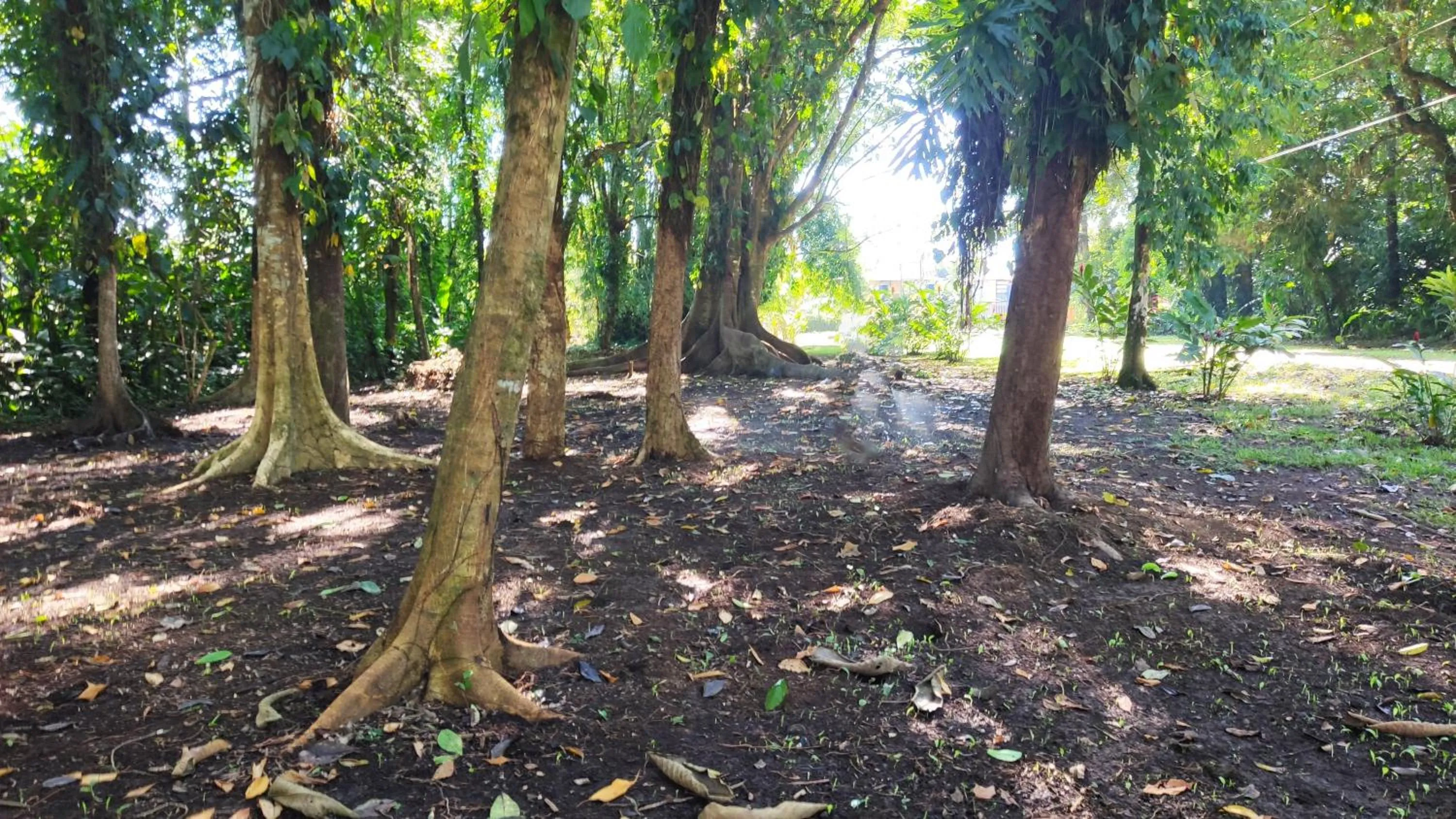 Natural landscape in Gran Gavilán del Sarapiquí Lodge