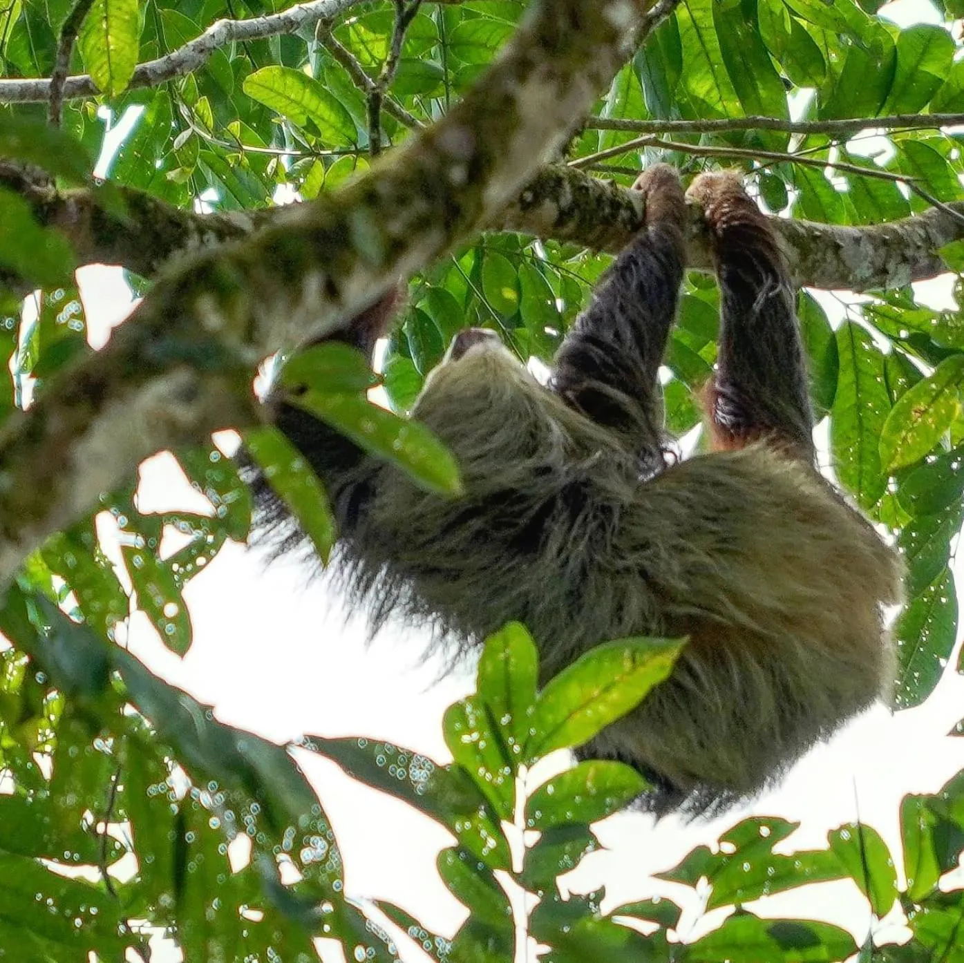 Garden in Gran Gavilán del Sarapiquí Lodge