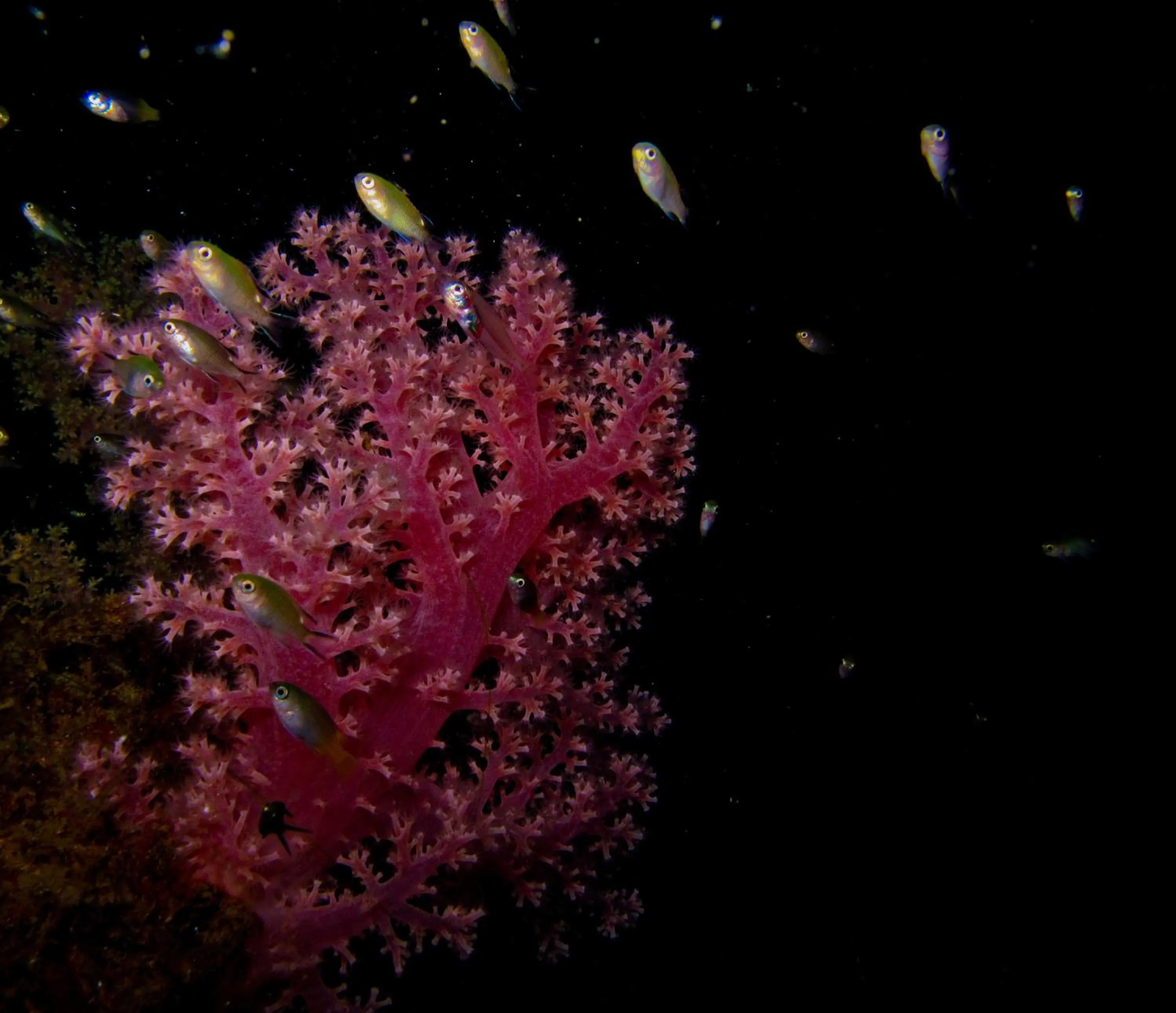 Snorkeling in The Barat Perhentian