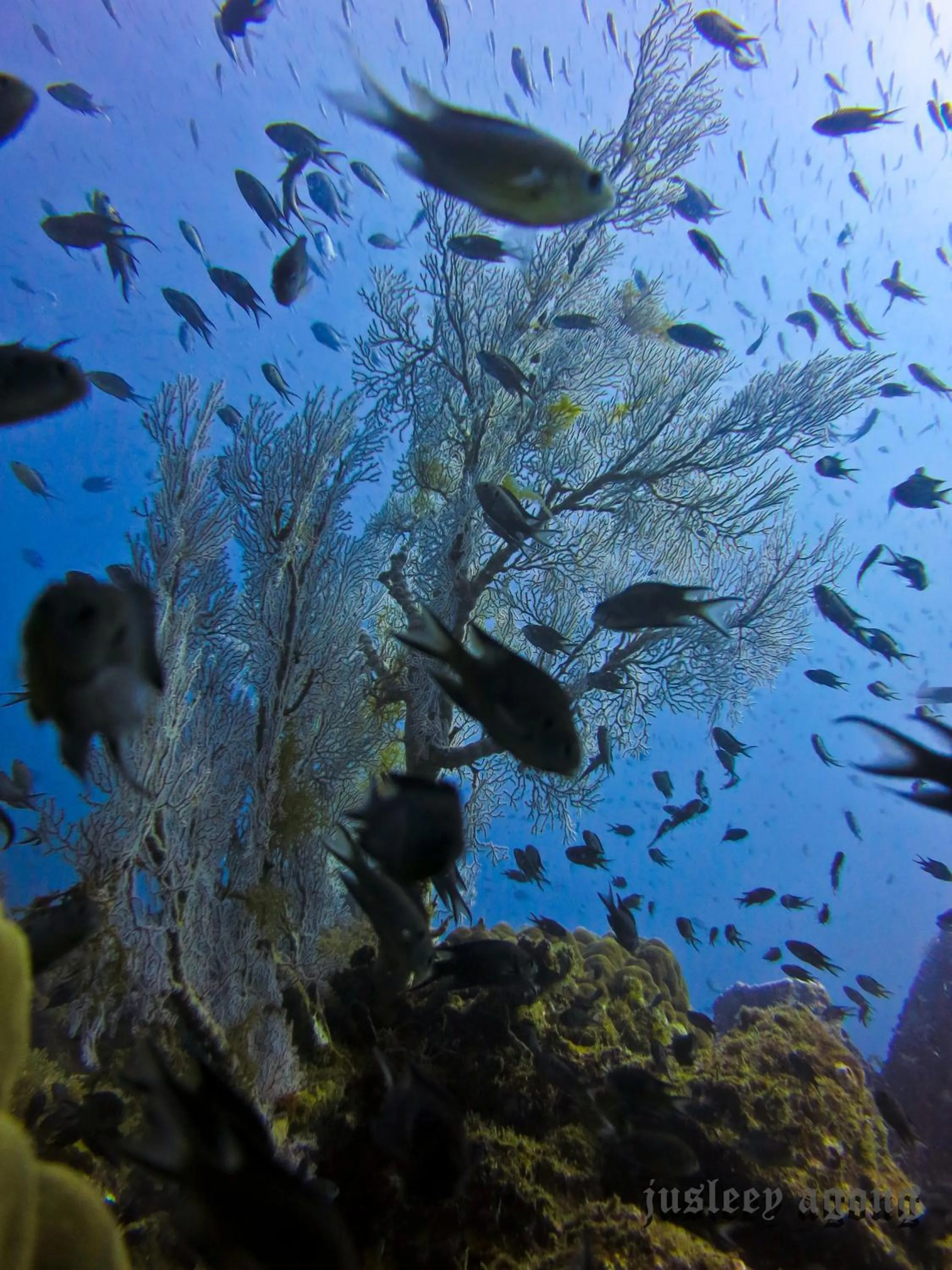 Diving in The Barat Perhentian