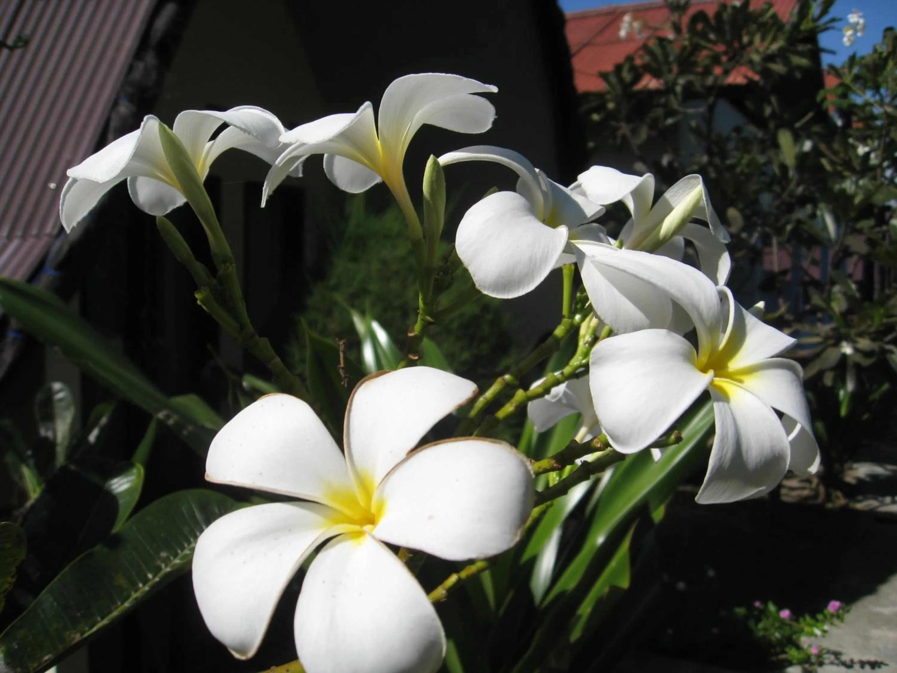 Garden view in II Bungalow