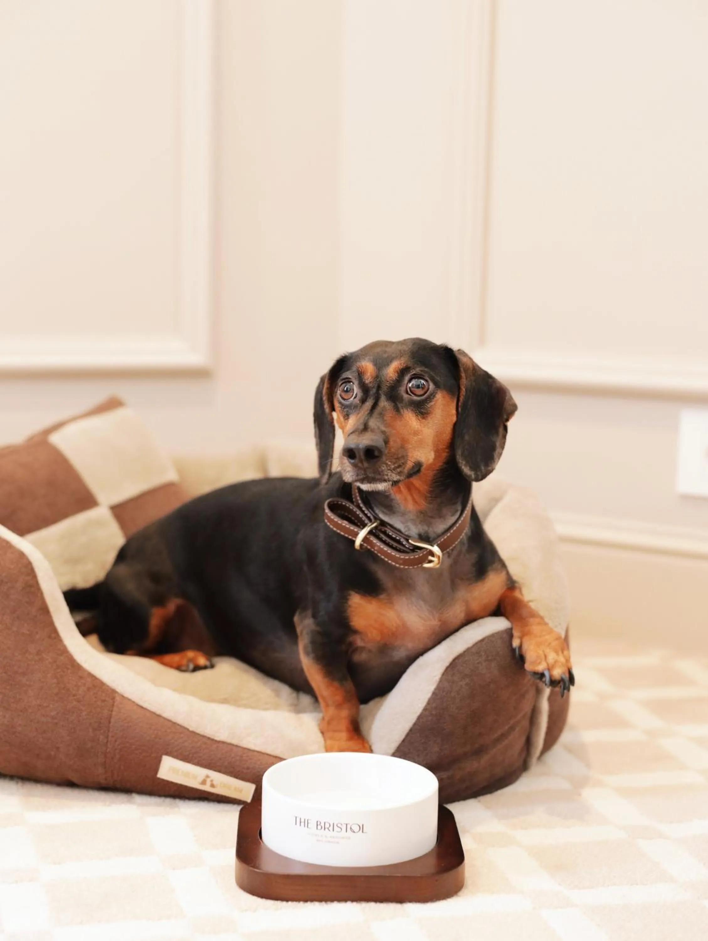 pet friendly in The Bristol Belgrade