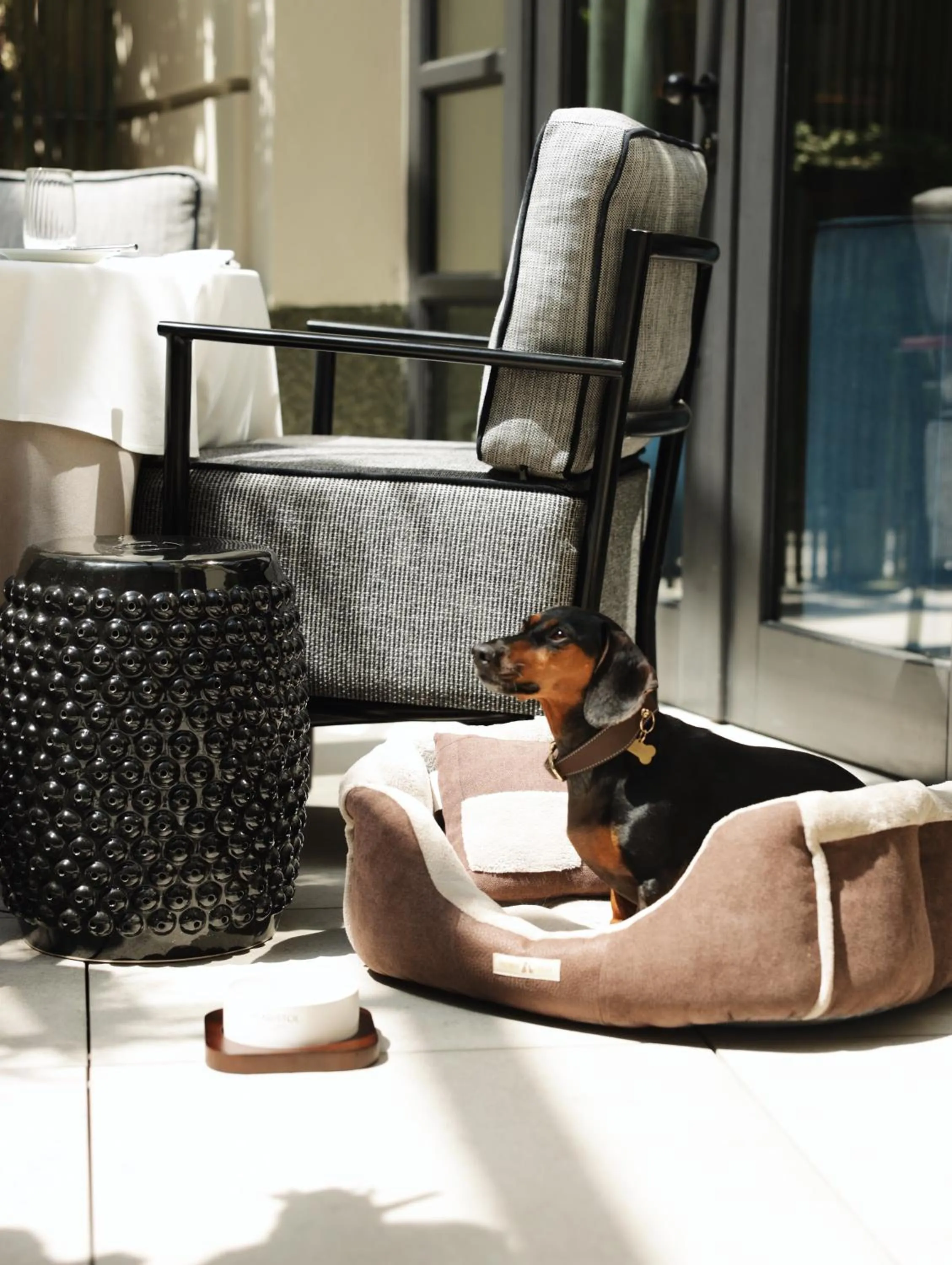 pet friendly in The Bristol Belgrade