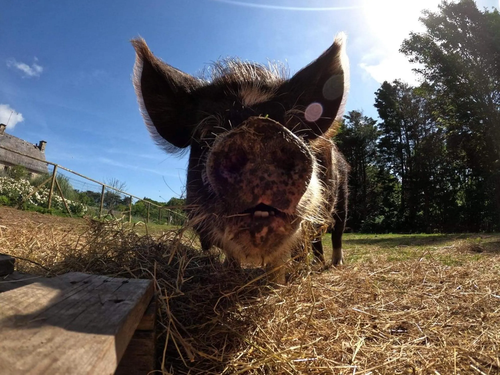 Animals in Retour aux Sources