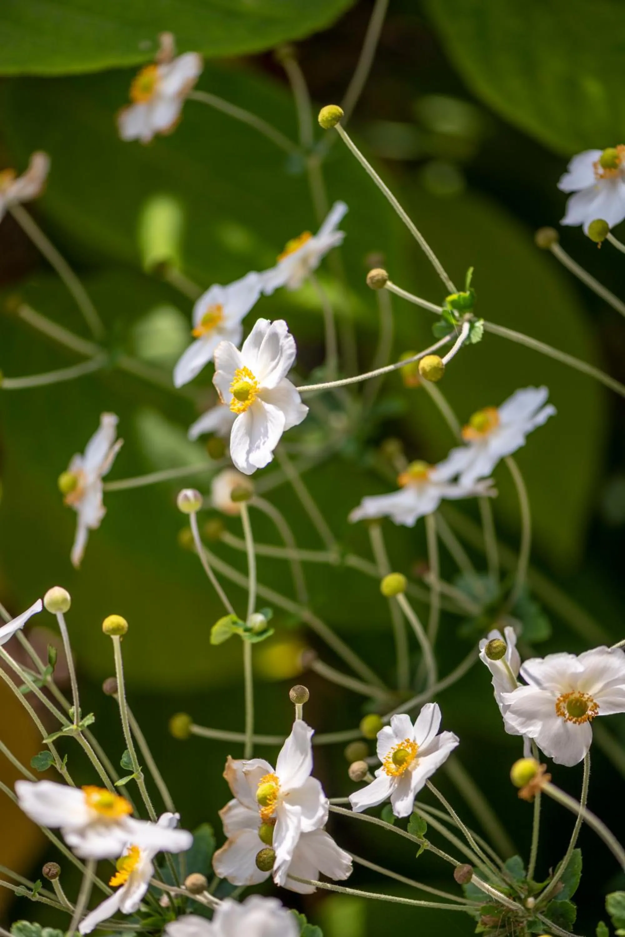 Hotel Garni Villa Rosengarten